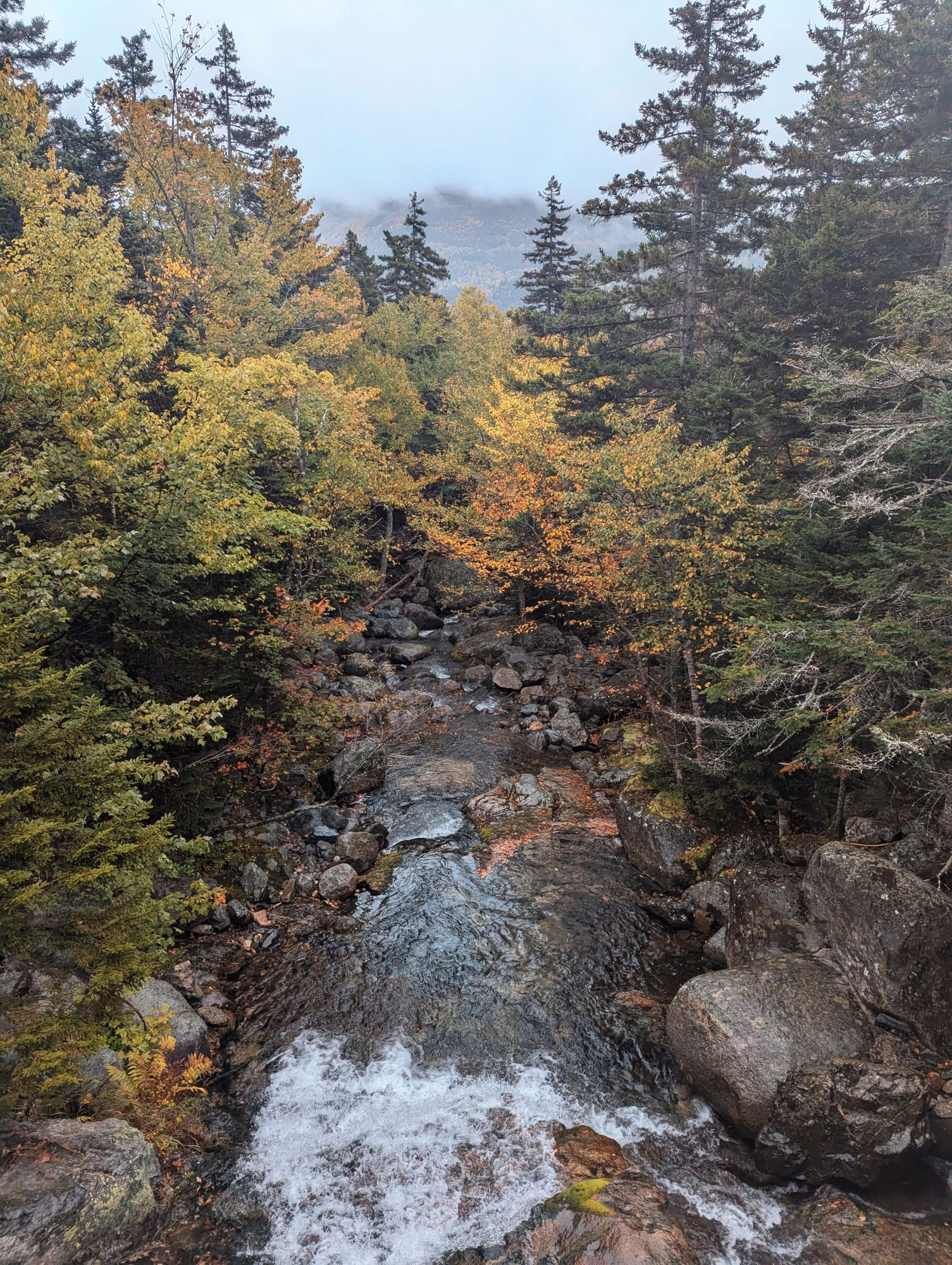 a photograph looking down upon a stream flowing through rocks and trees, with their fall colors on display.