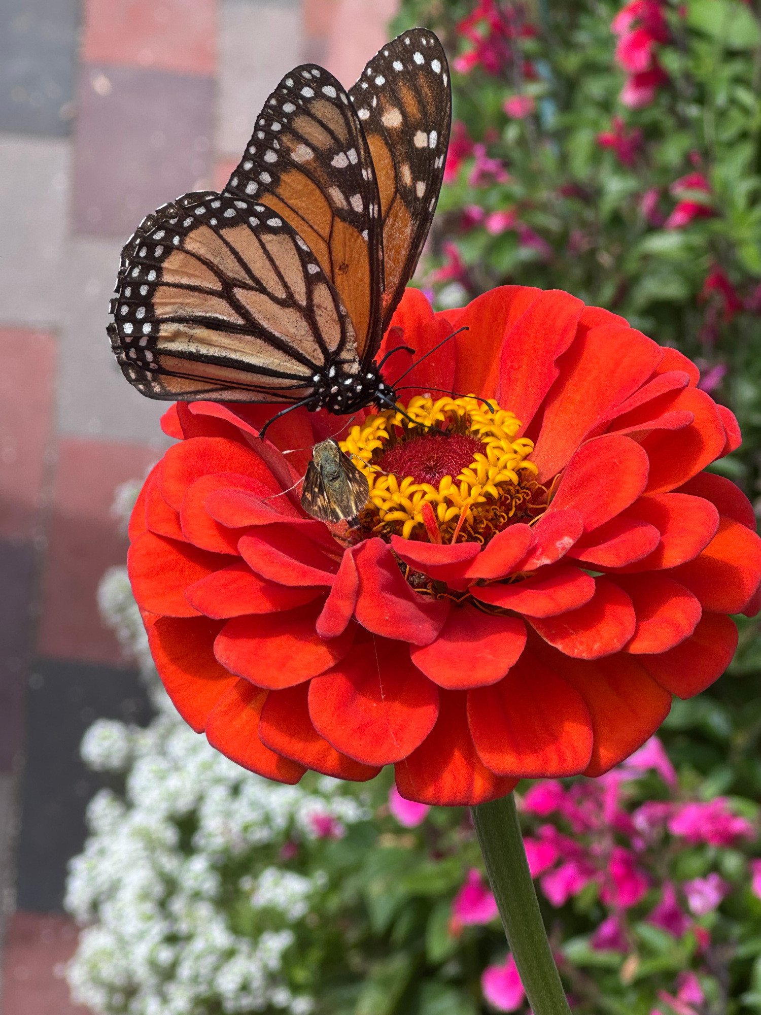 Flame orange giant zinnia visited by both a Monarch and Fiery Skipper butterfly.