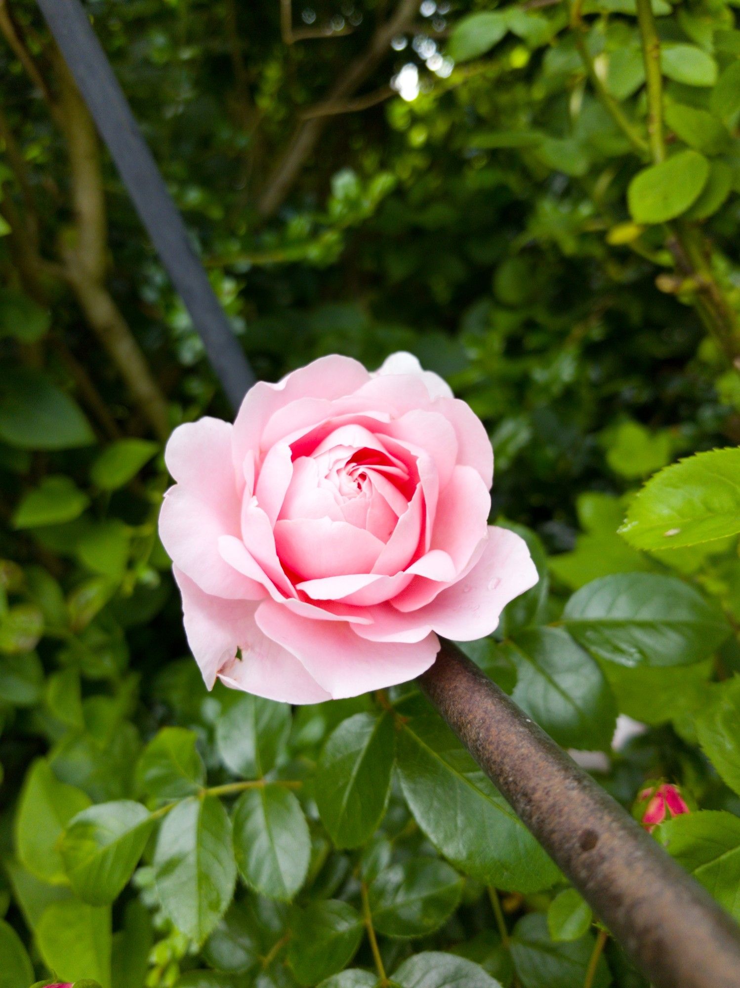 A gentle pink rose in full bloom