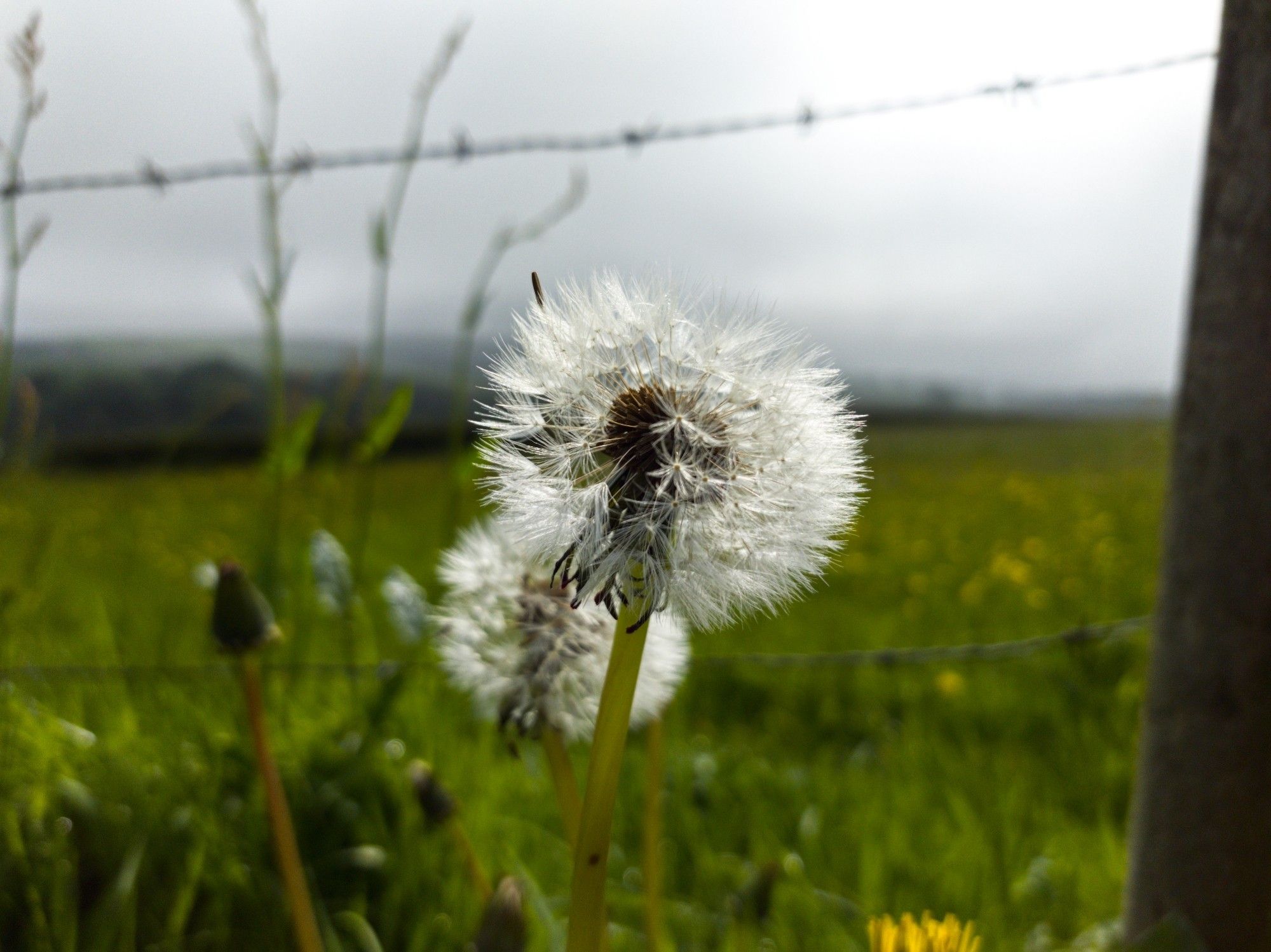 A dandelion seed head with the grey light of morning. In front of a meadow