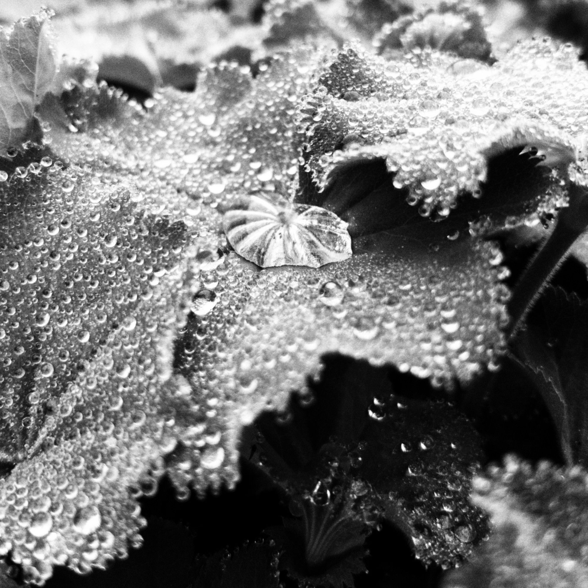 Rain drops bead on a leaf. Black and white.