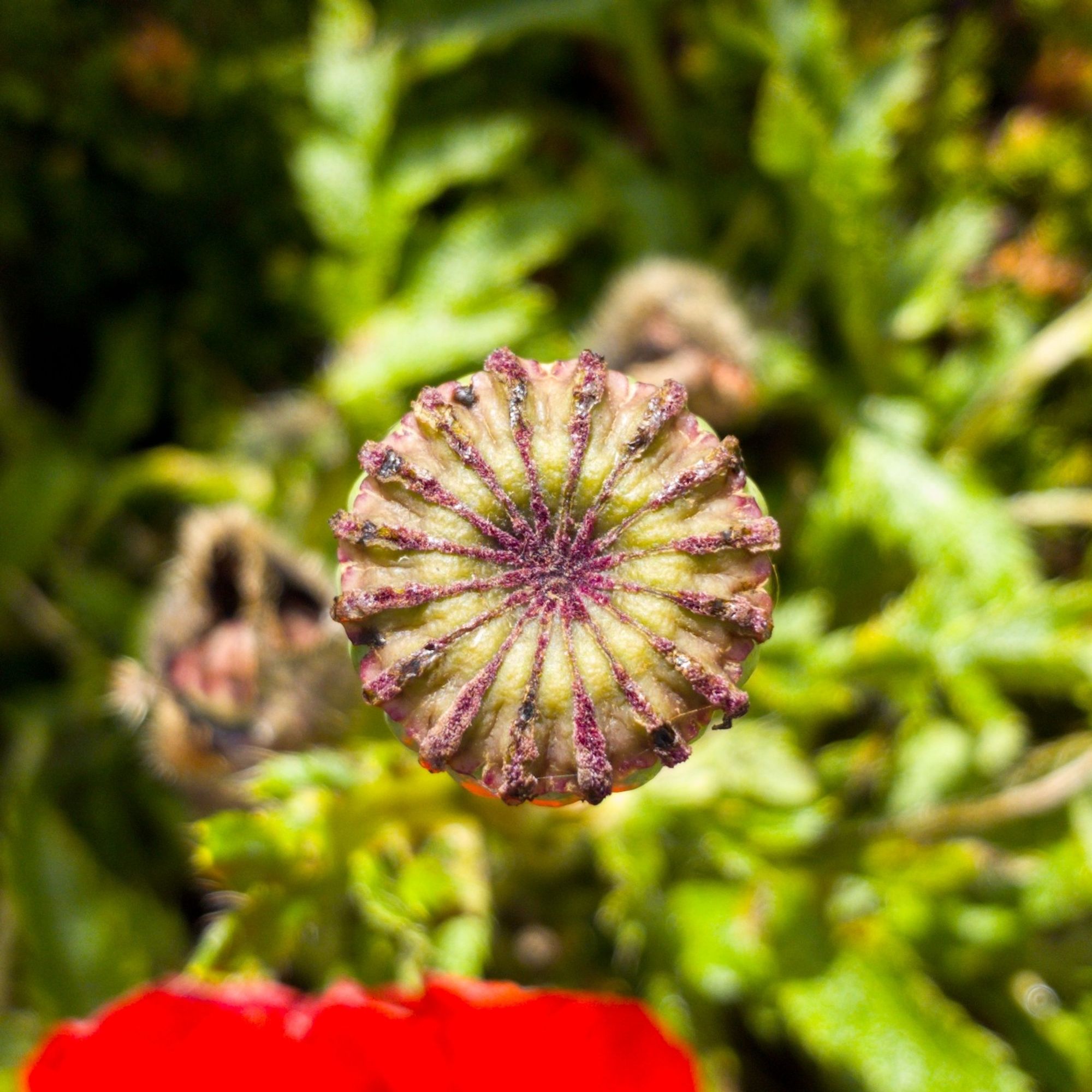 A poppy seed head in focus with foliage behind not in focus.