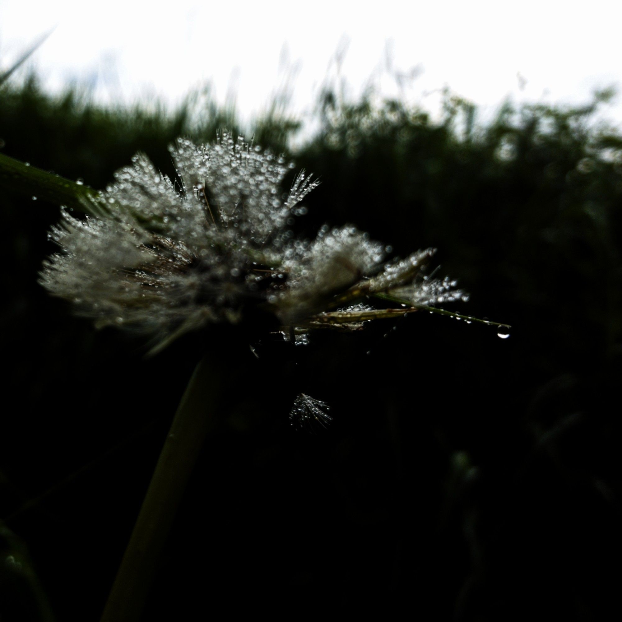 A blurry image of a dandelion head with rain drops on it. Abstract