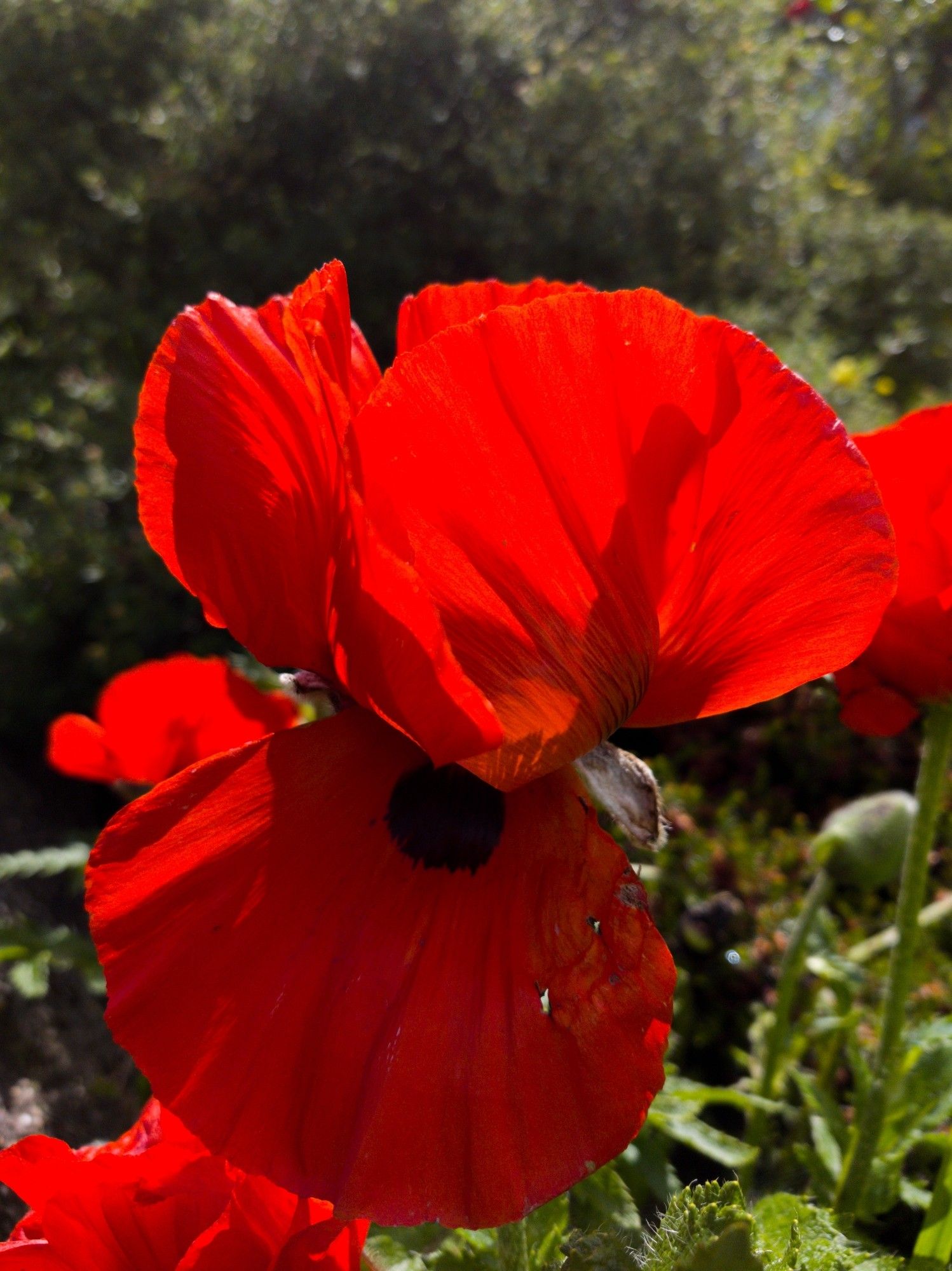 A bright red poppy with the sun behind it