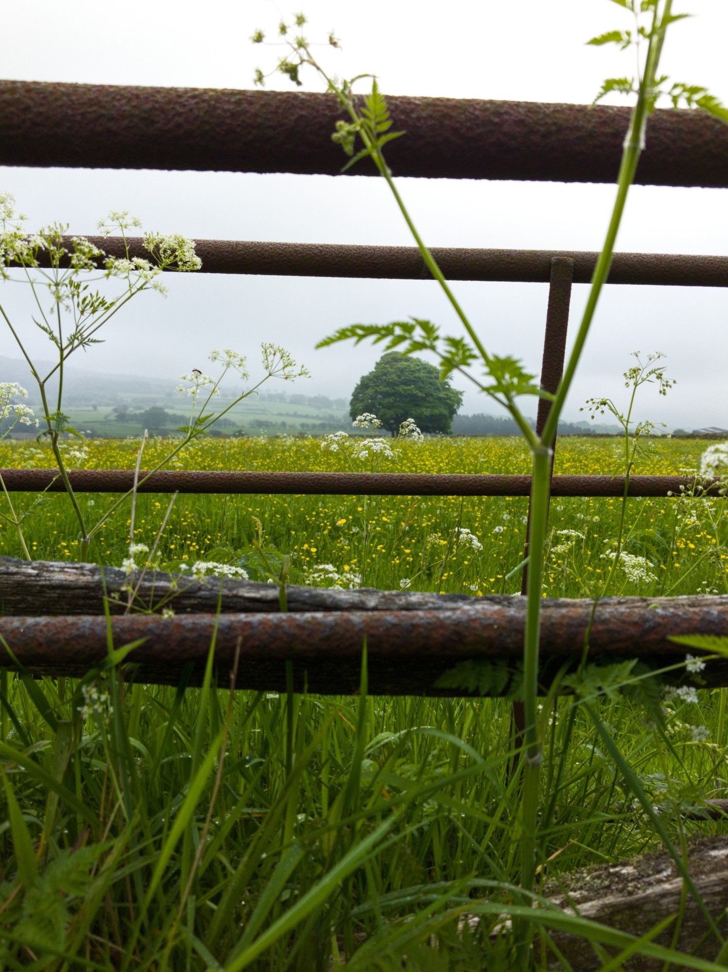 Looking through a rusty gate to a meadow of yellow flowers.