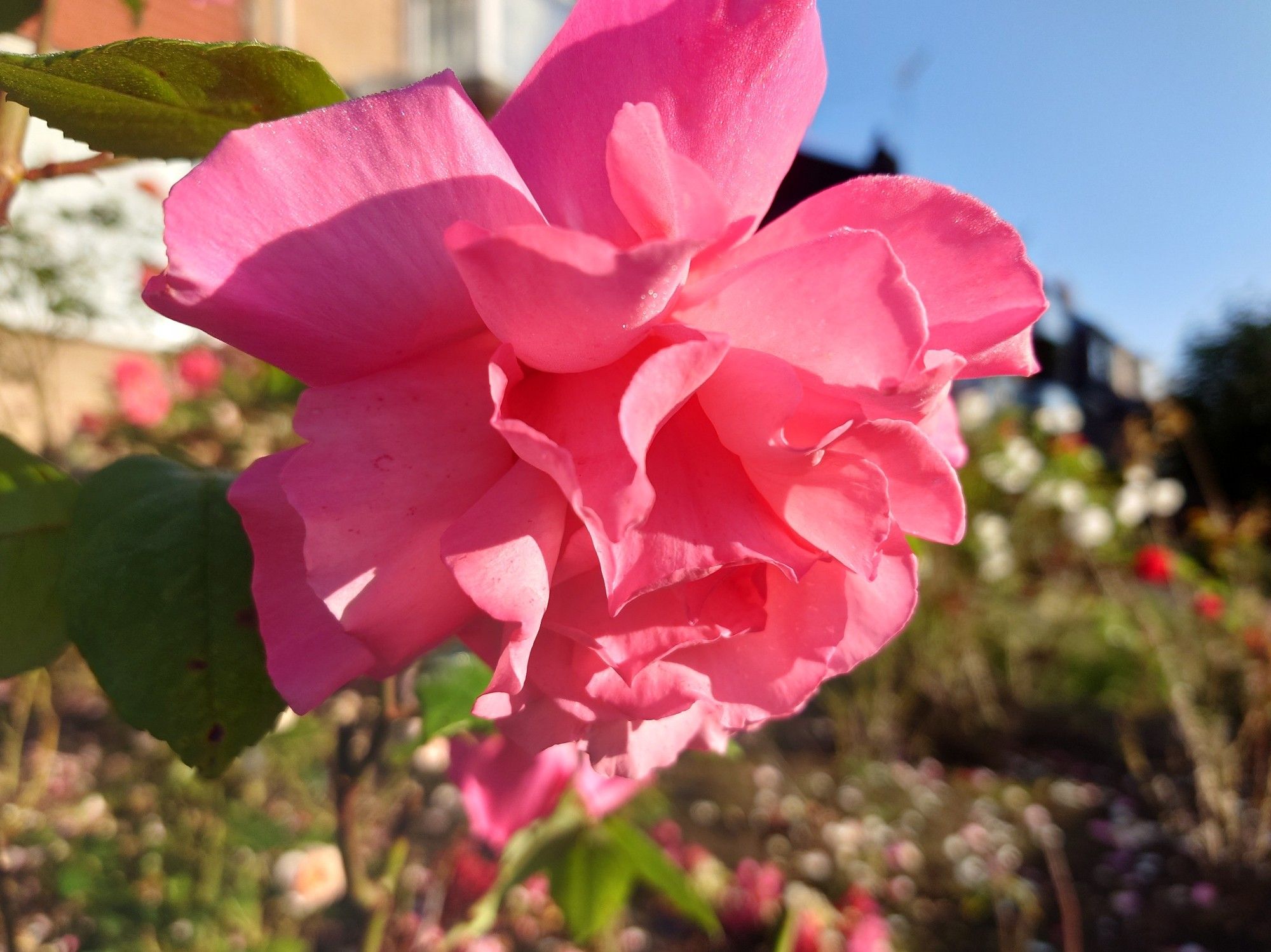 A beautiful soft pink rose.