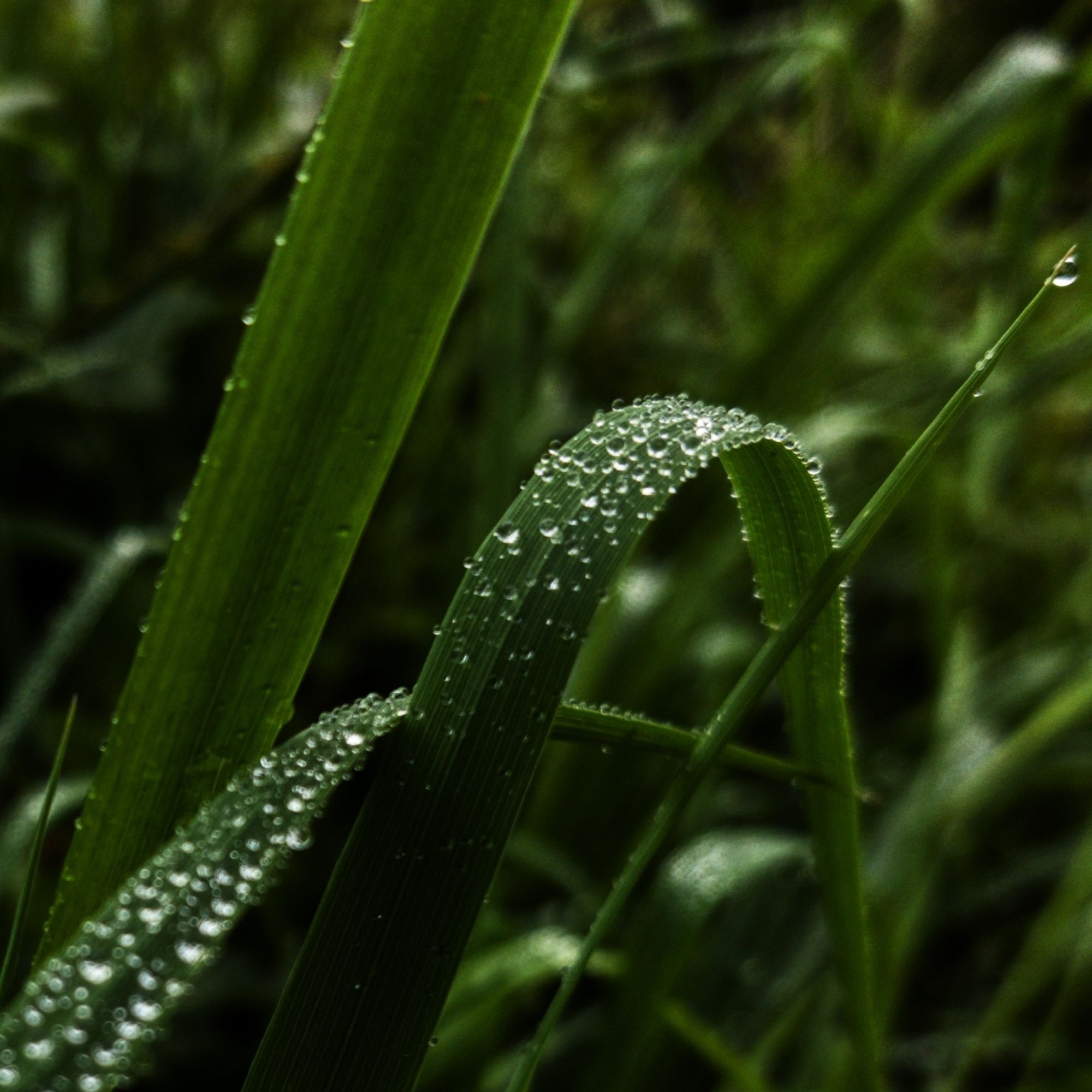 Tiny rain drops suit on a blade of grass. Dark greens.