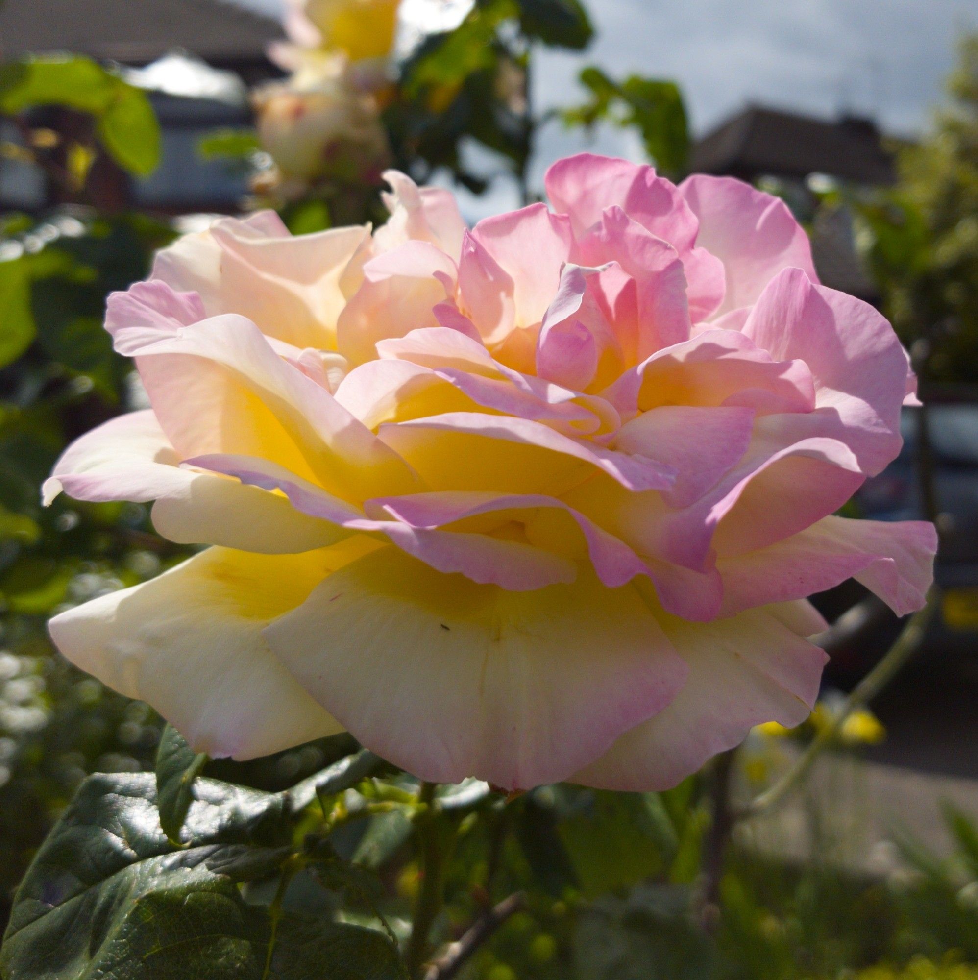 A rose in full bloom. Pale yellow and pink in the same flower.