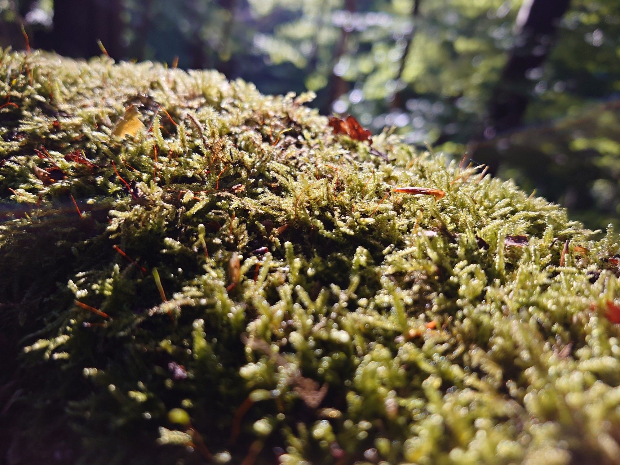 Moss with the morning dew on it