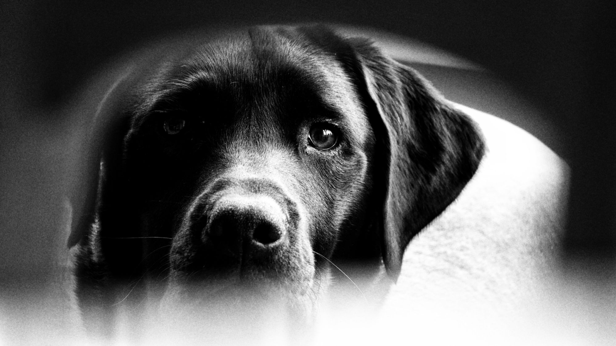 A black and white photograph of a black Labrador grabbed by the back of a chair.