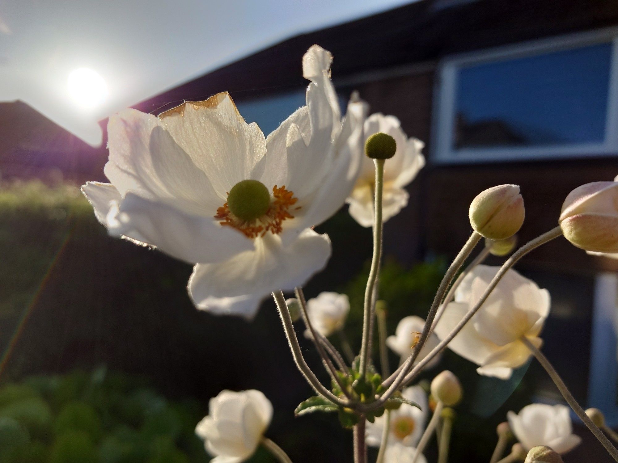 A white flower with yellow centre with the sun behind