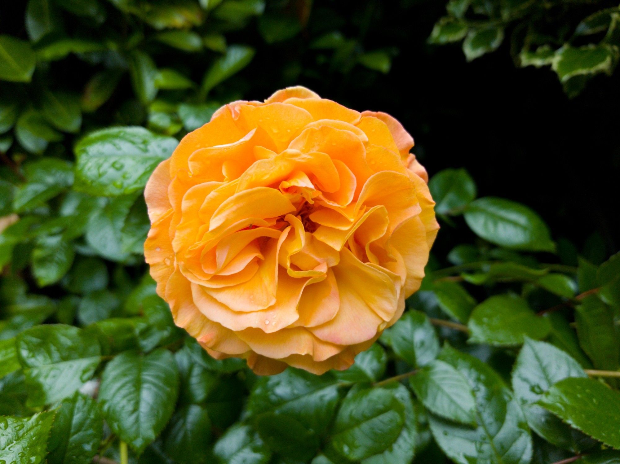 An orange rose in full bloom