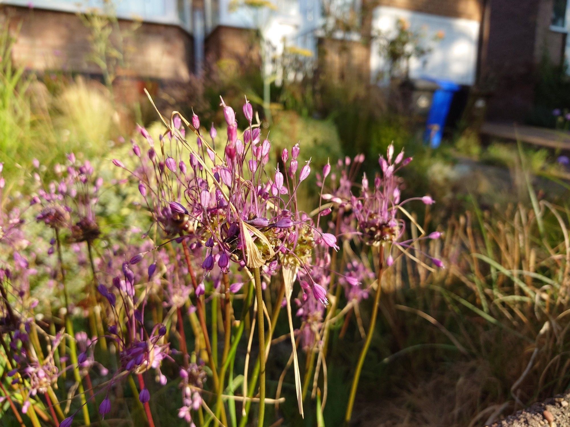 A complex paddle people flower sprouting Infront of a garden