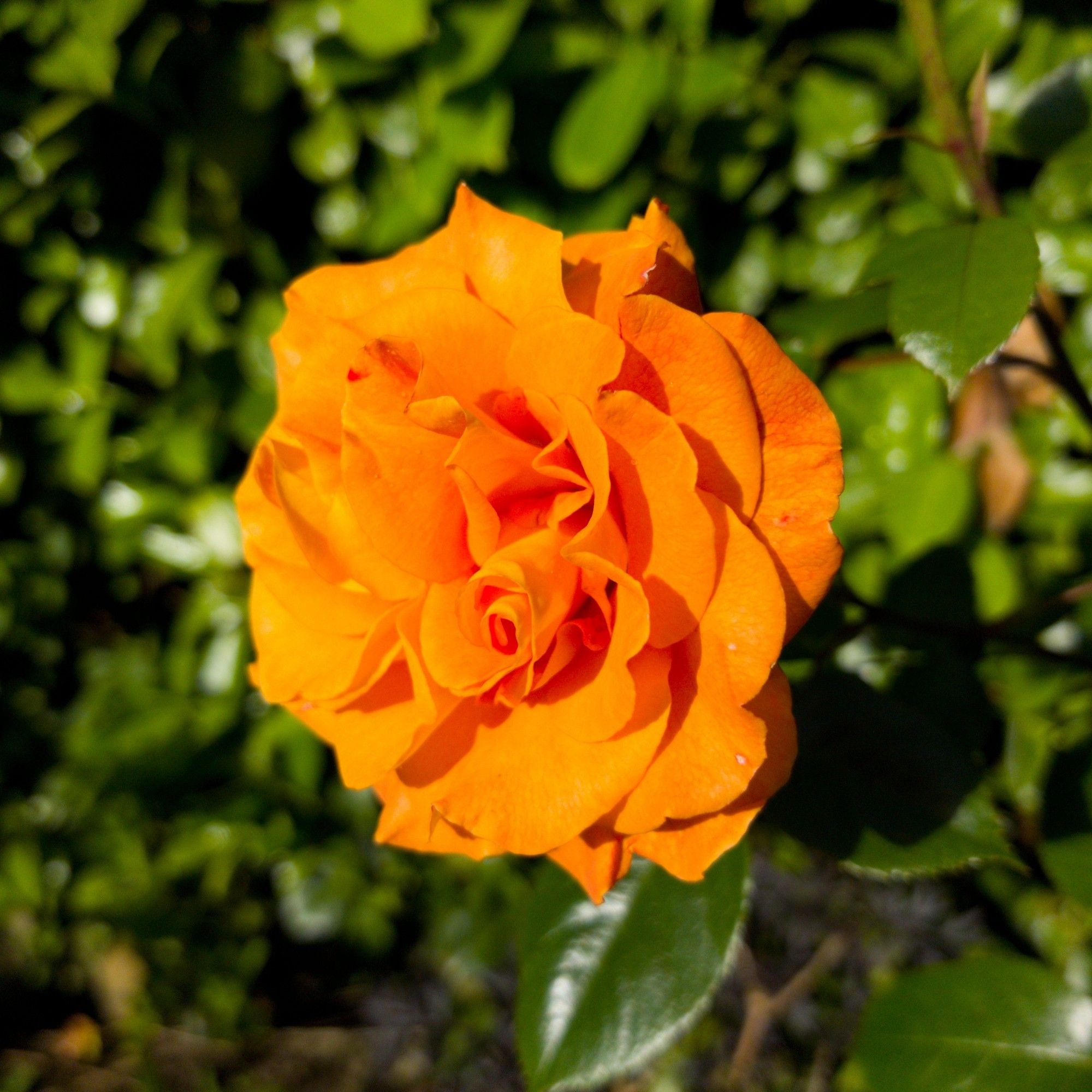 A deep orange rose in full bloom with green foliage behind it.