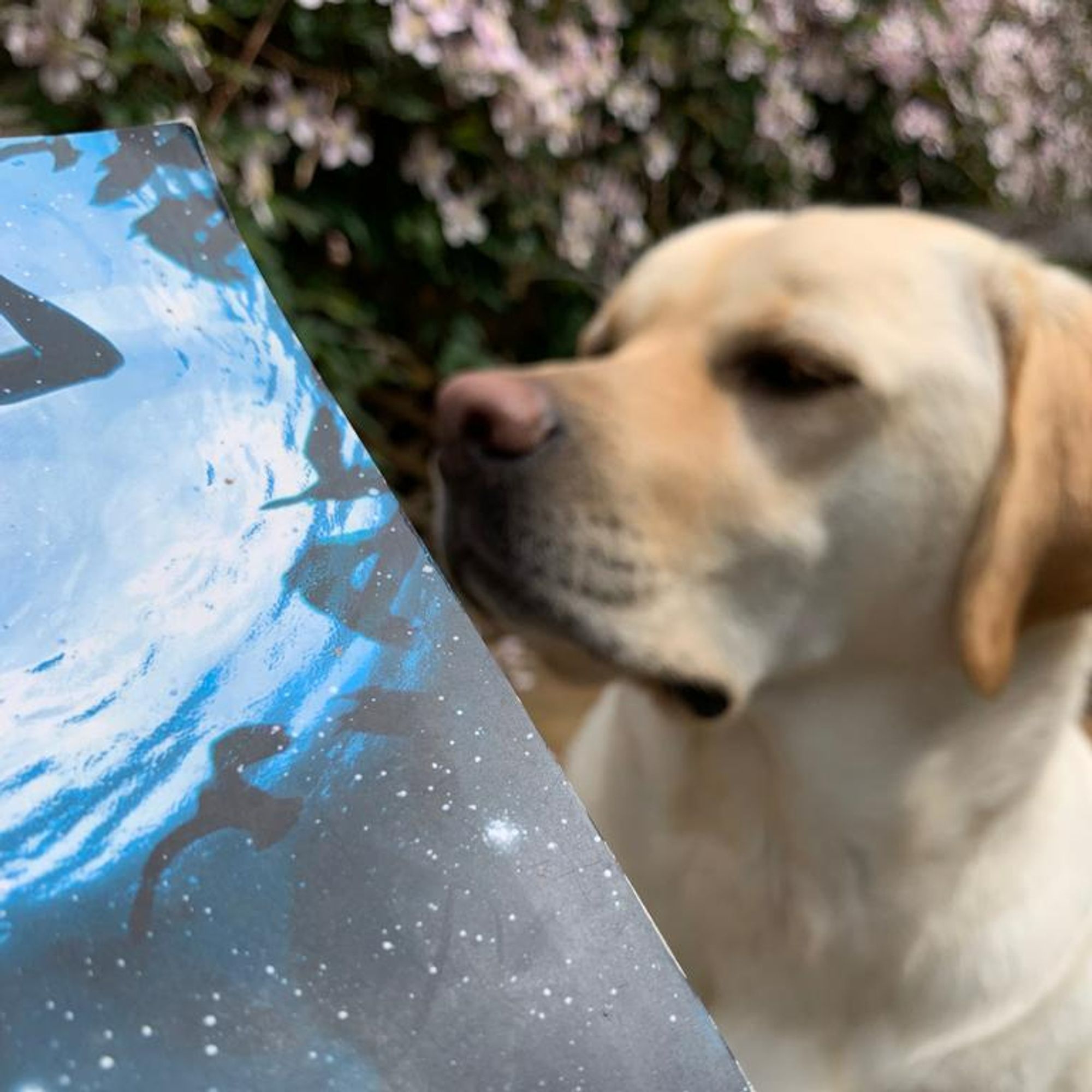 My dog-eared copy of "The Ocean at the End of the Lane" with my actual dog's ear for scale. The dog is a golden labrador and there are pink flowers behind her.