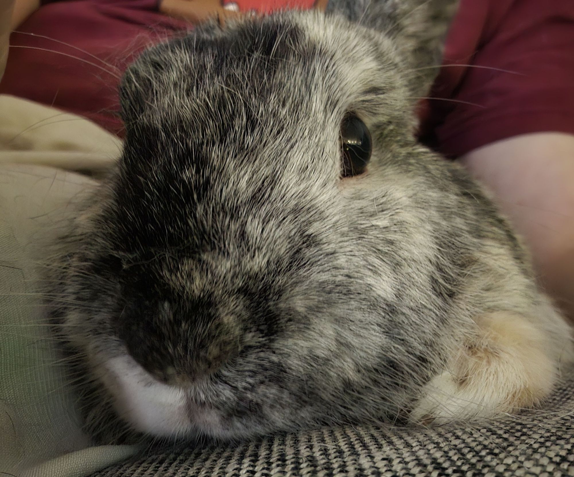 Very handsome Bunny sitting on the sofa