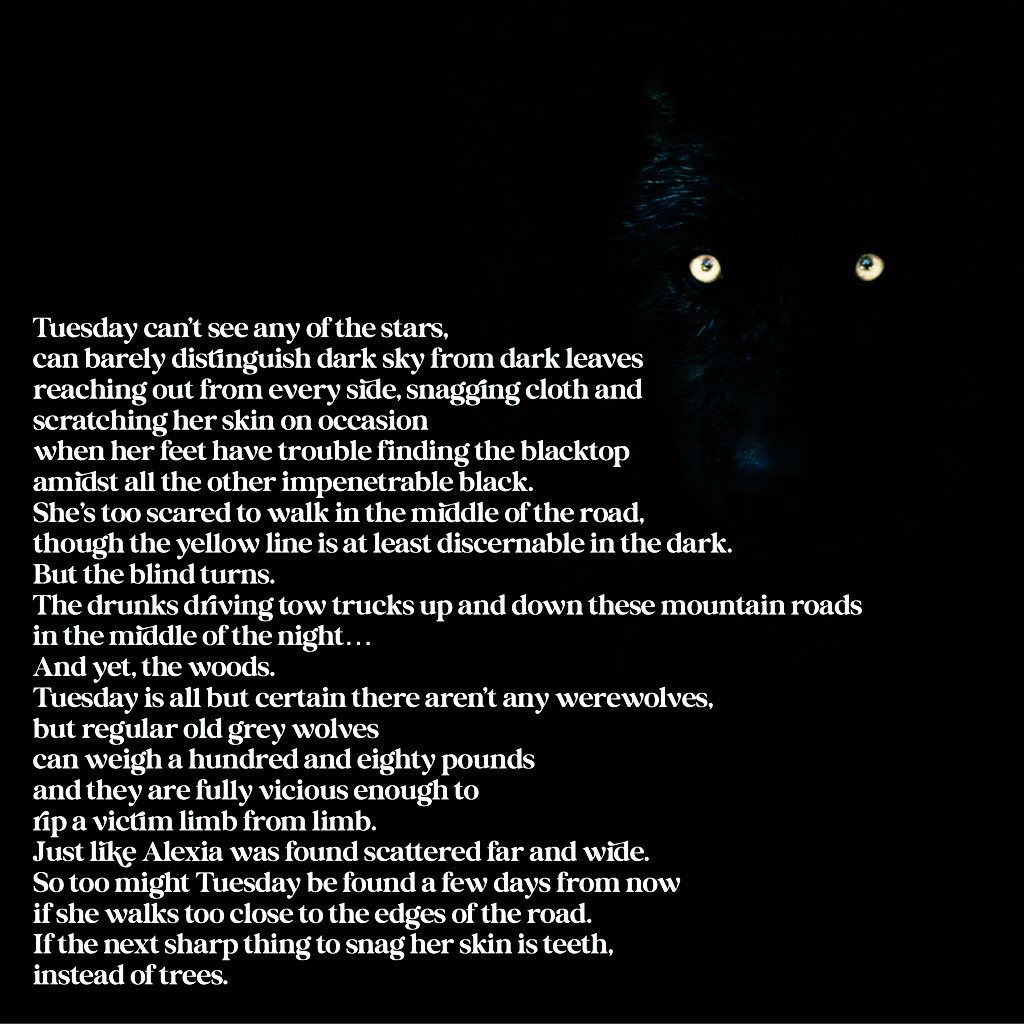 Tuesday can’t see any of the stars, can barely distinguish dark sky from dark leaves reaching out from every side, snagging cloth and scratching her skin on occasion when her feet have trouble finding the blacktop amidst all the other impenetrable black. She’s too scared to walk in the middle of the road, though the yellow line is at least discernable in the dark. But the blind turns. The drunks driving tow trucks up and down these mountain roads in the middle of the night…
And yet, the woods. Tuesday is all but certain there aren’t any werewolves, but regular old grey wolves can weigh a hundred and eighty pounds and they are fully vicious enough to rip a victim limb from limb. Just like Alexia was found scattered far and wide. So too might Tuesday be found a few days from now if she walks too close to the edges of the road. If the next sharp thing to snag her skin is teeth, instead of trees.