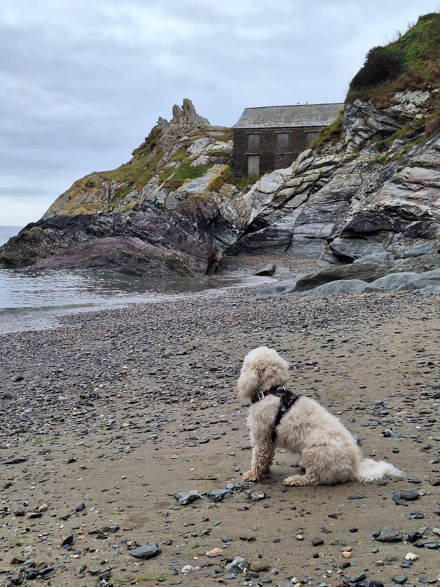 Golden Doodle dog sits on beach peering out to sea. Rocky headland with prominent stone building.