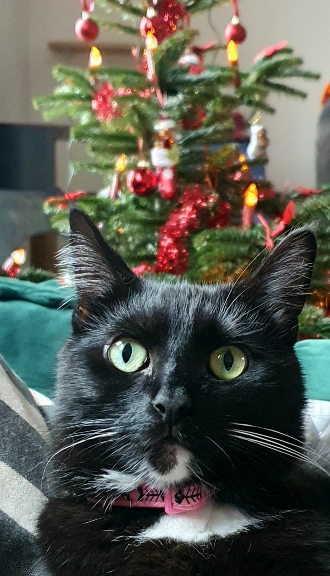 A black and white cat, looking directly into the camera. She wears a pink cat collar with black fishbones. You can see a blurry Christmas tree in the background.