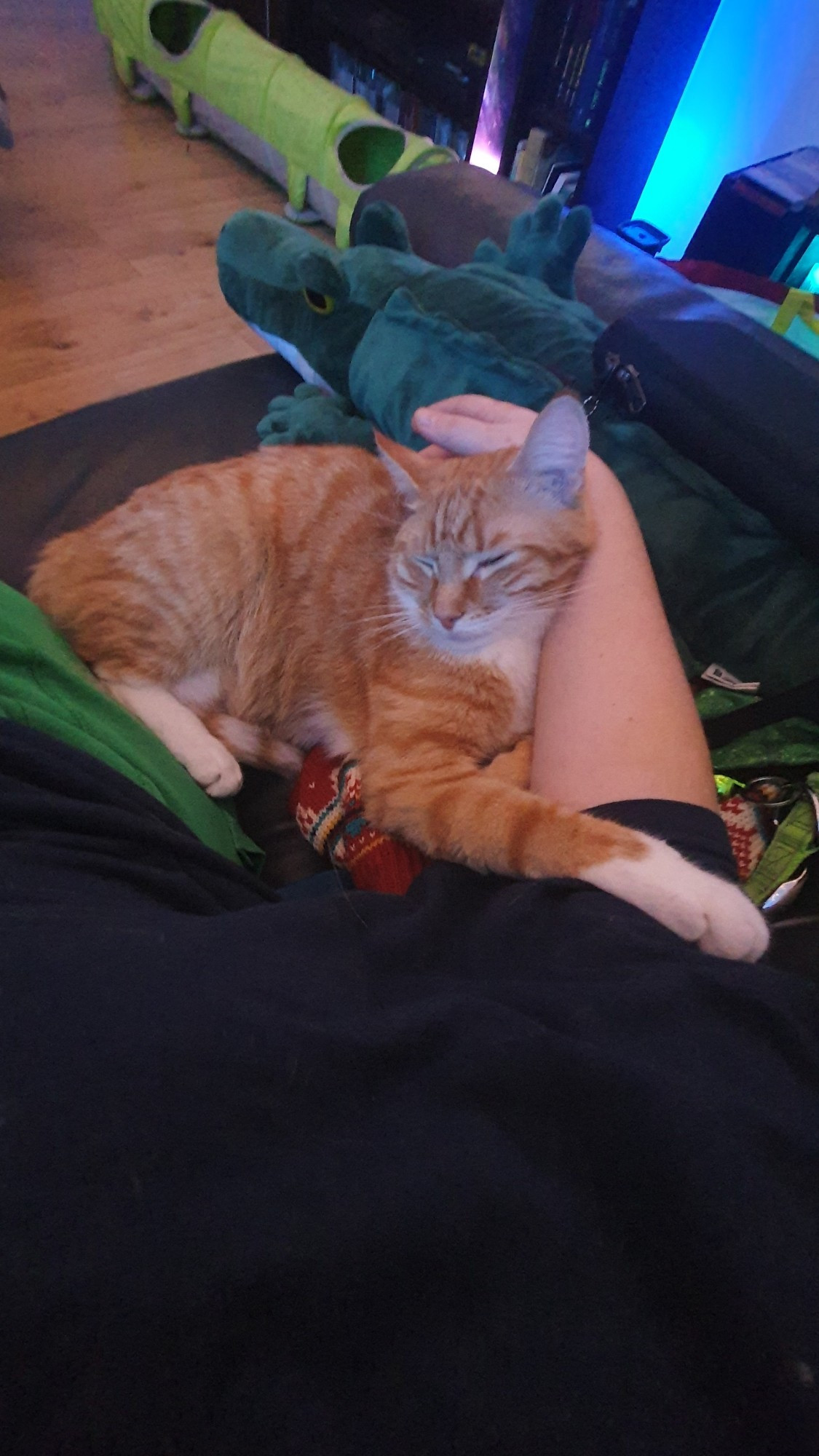 And orange and white cat, sleeping in the arm of a human.