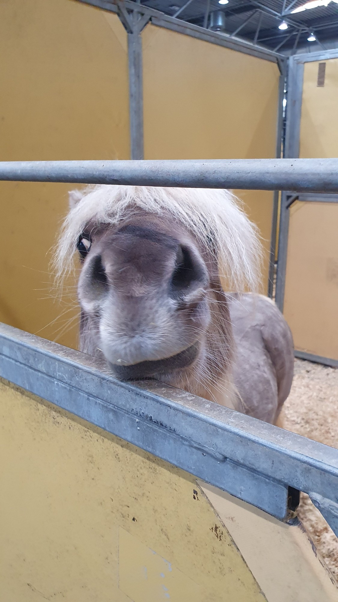 Pony snoot!