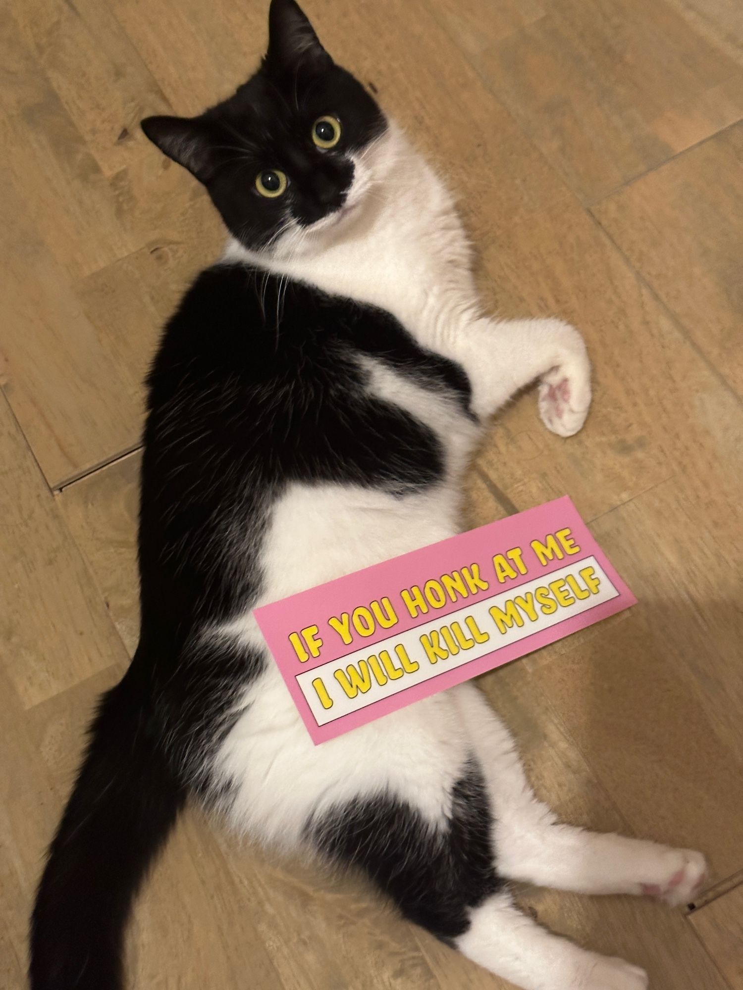 a cute cat laying on the floor with a bumper sticker placed on them reading “IF YOU HONK AT ME I WILL KILL MYSELF”