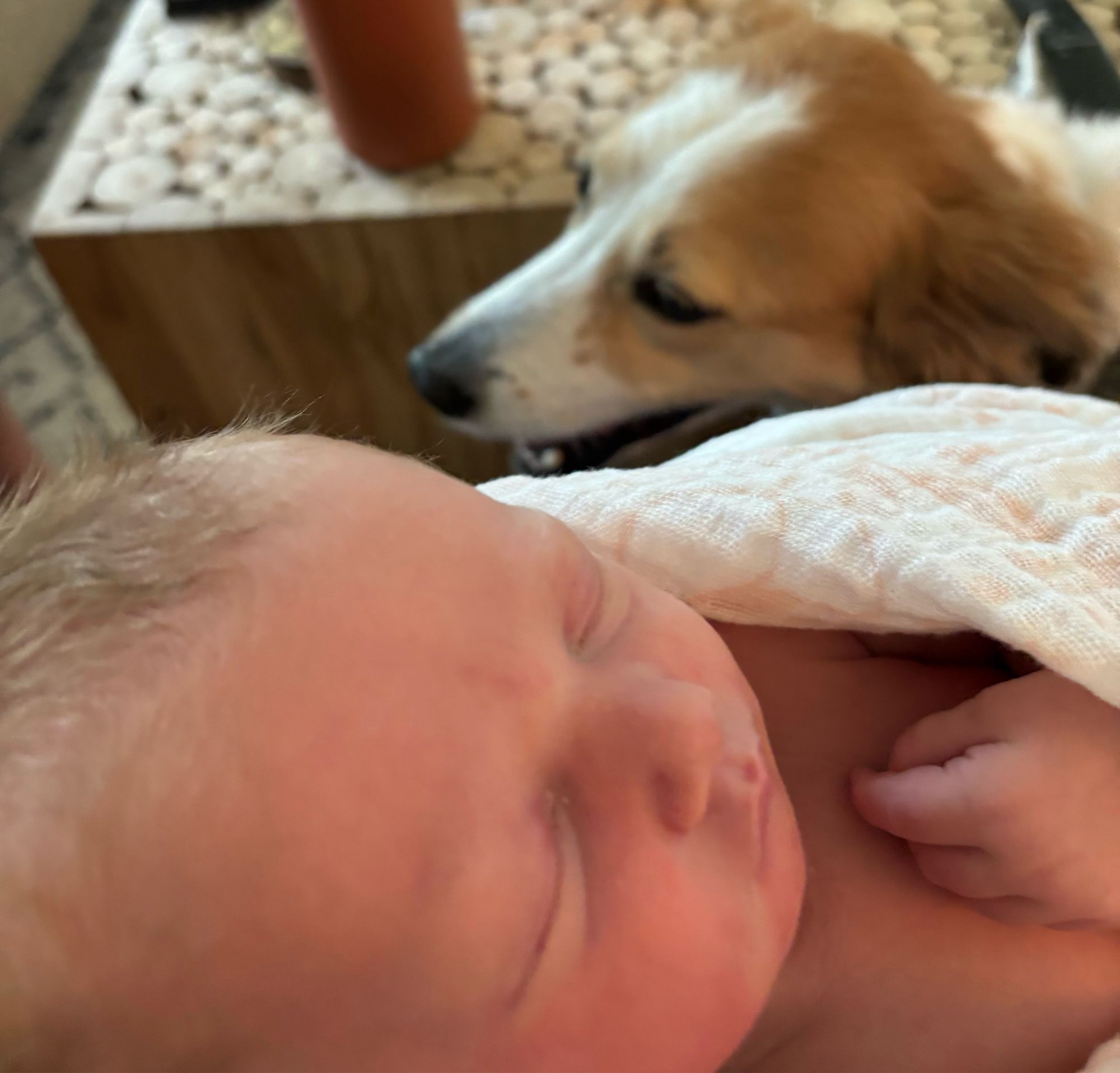 A tan & white dog pretending there is not a new baby next to her