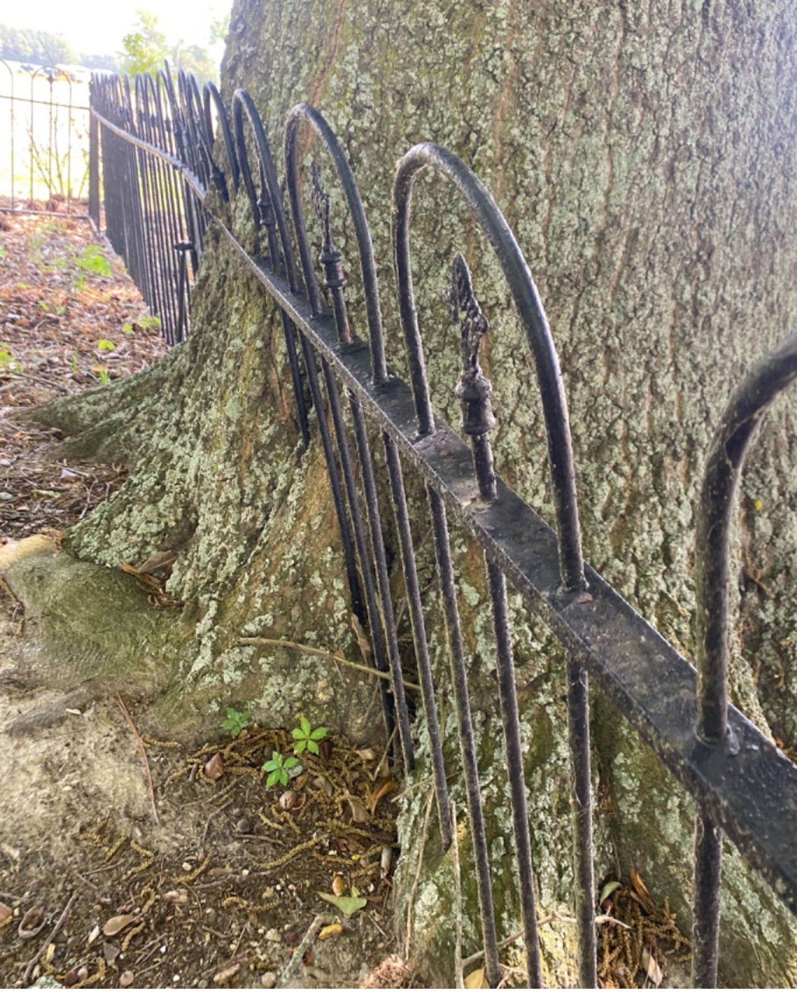 A tree growing into a wrought iron fence