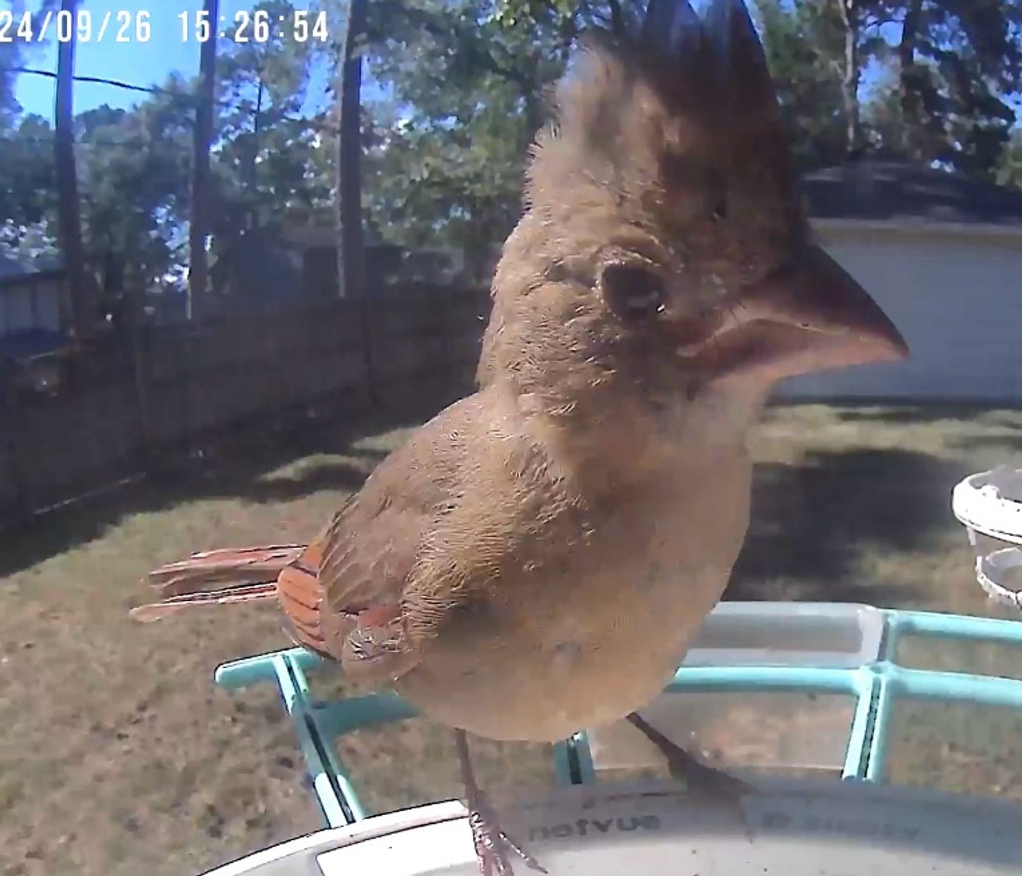 A juvenile cardinal with spiky hair perched on a Birdfy feeder