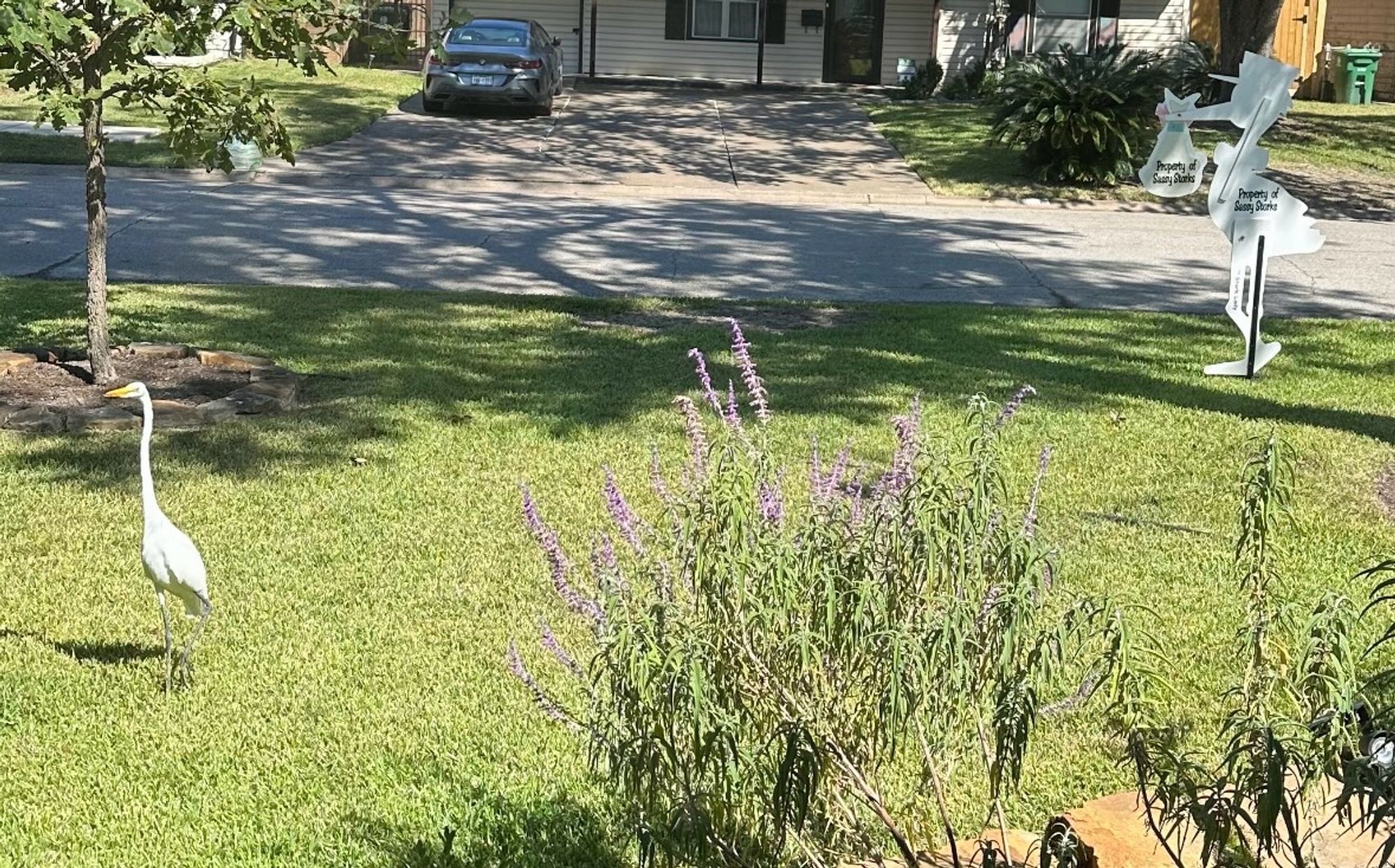 A great egret on a lawn. On the right side of the yard is the back of a wooden stork cutout