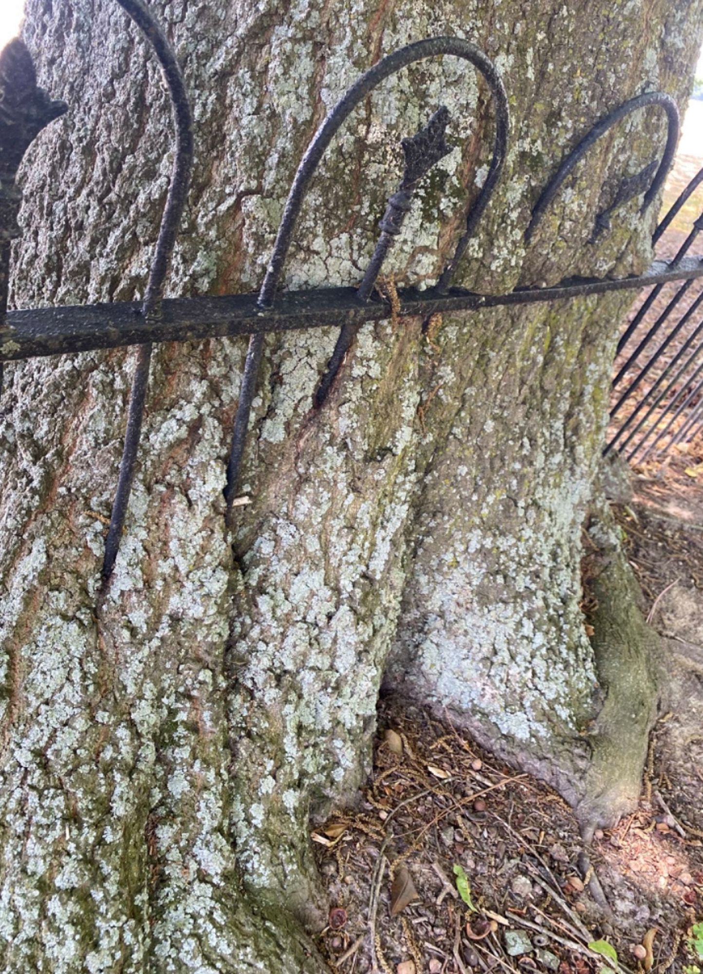 Just the tops of a wrought iron fence are visible, with the rest of the fence inside the tree