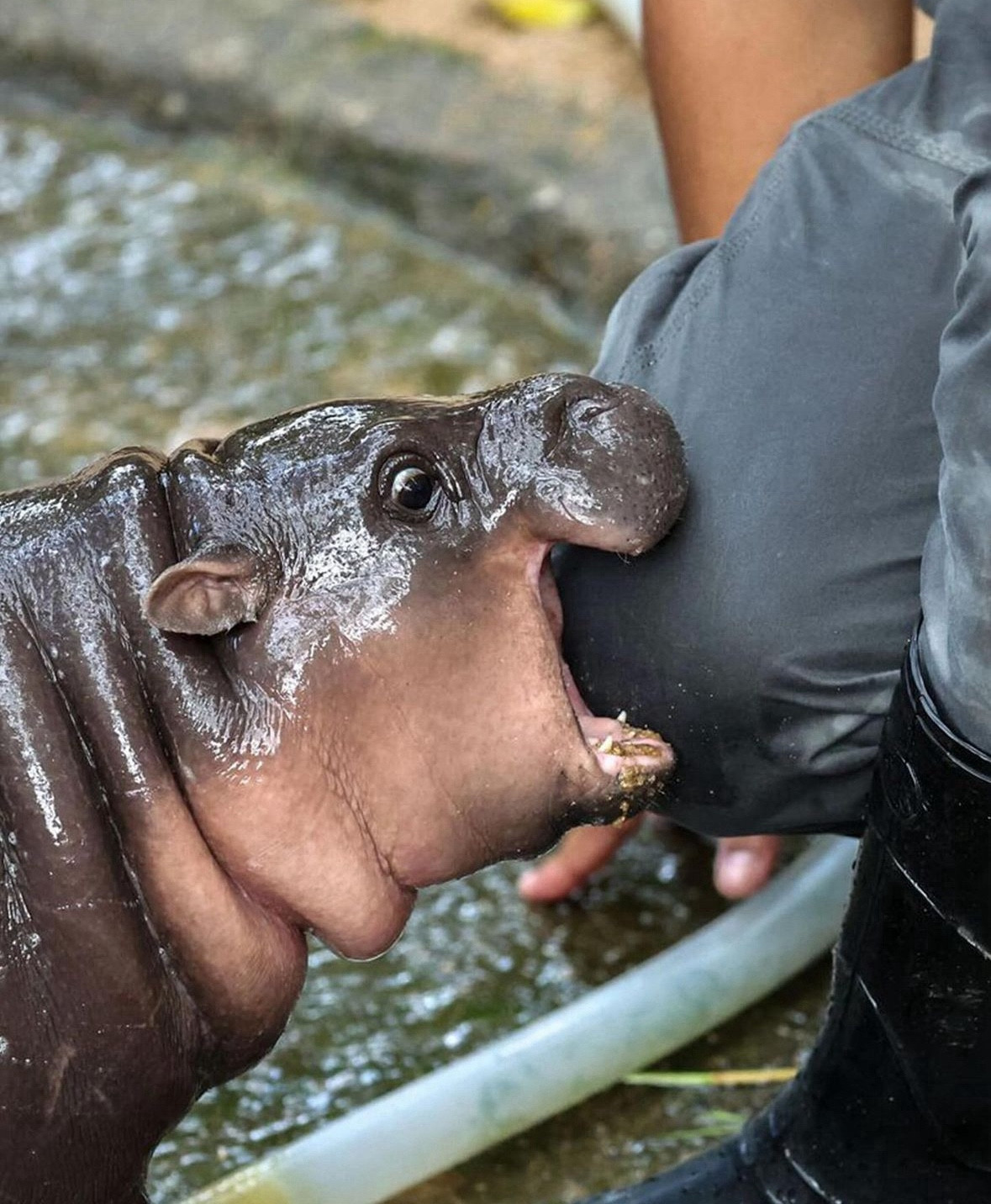 Adorable baby pigmy hippo Moo Deng biting a keeper’s knee