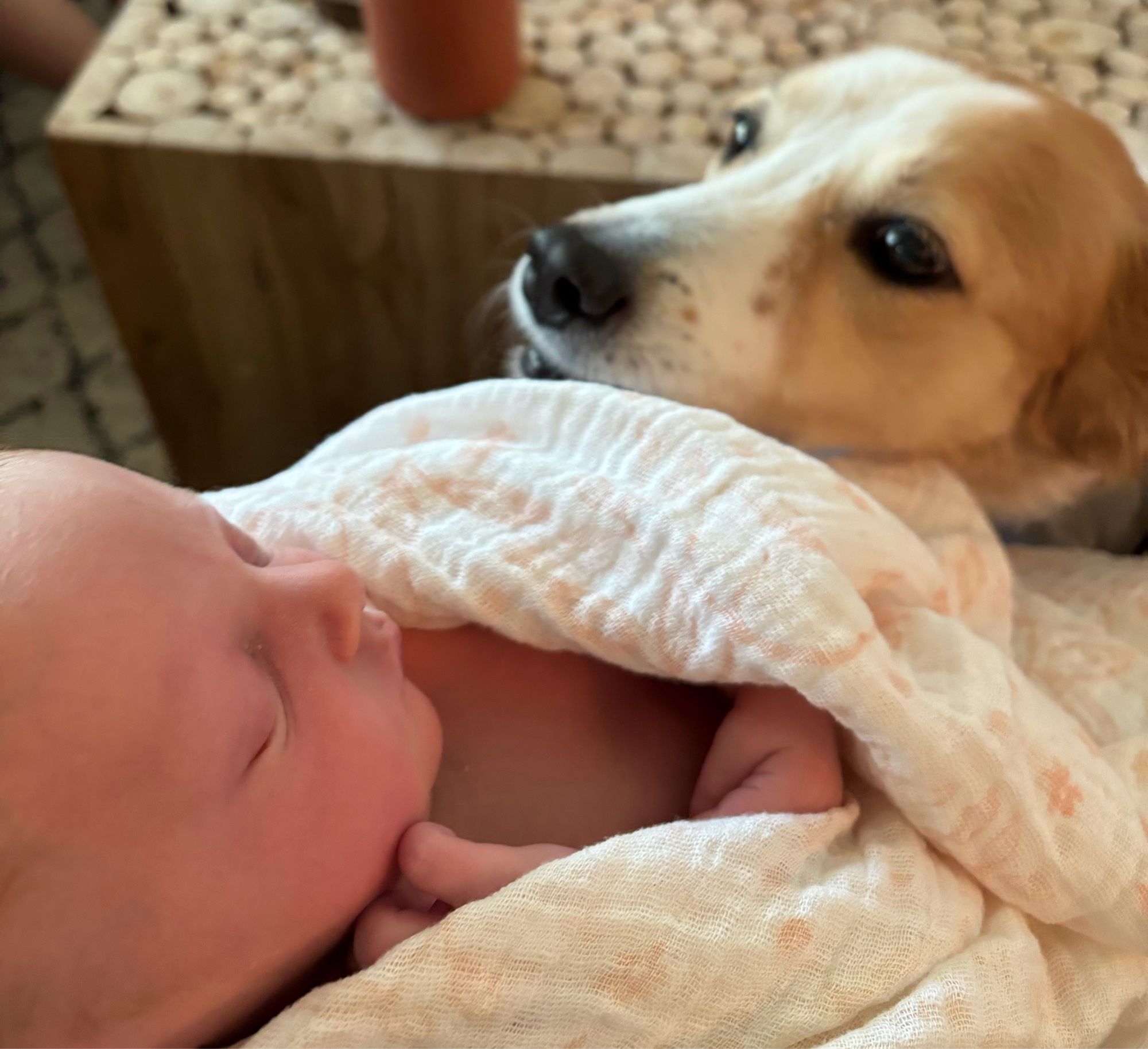 A tan & white dog putting her face on the new baby’s blanket