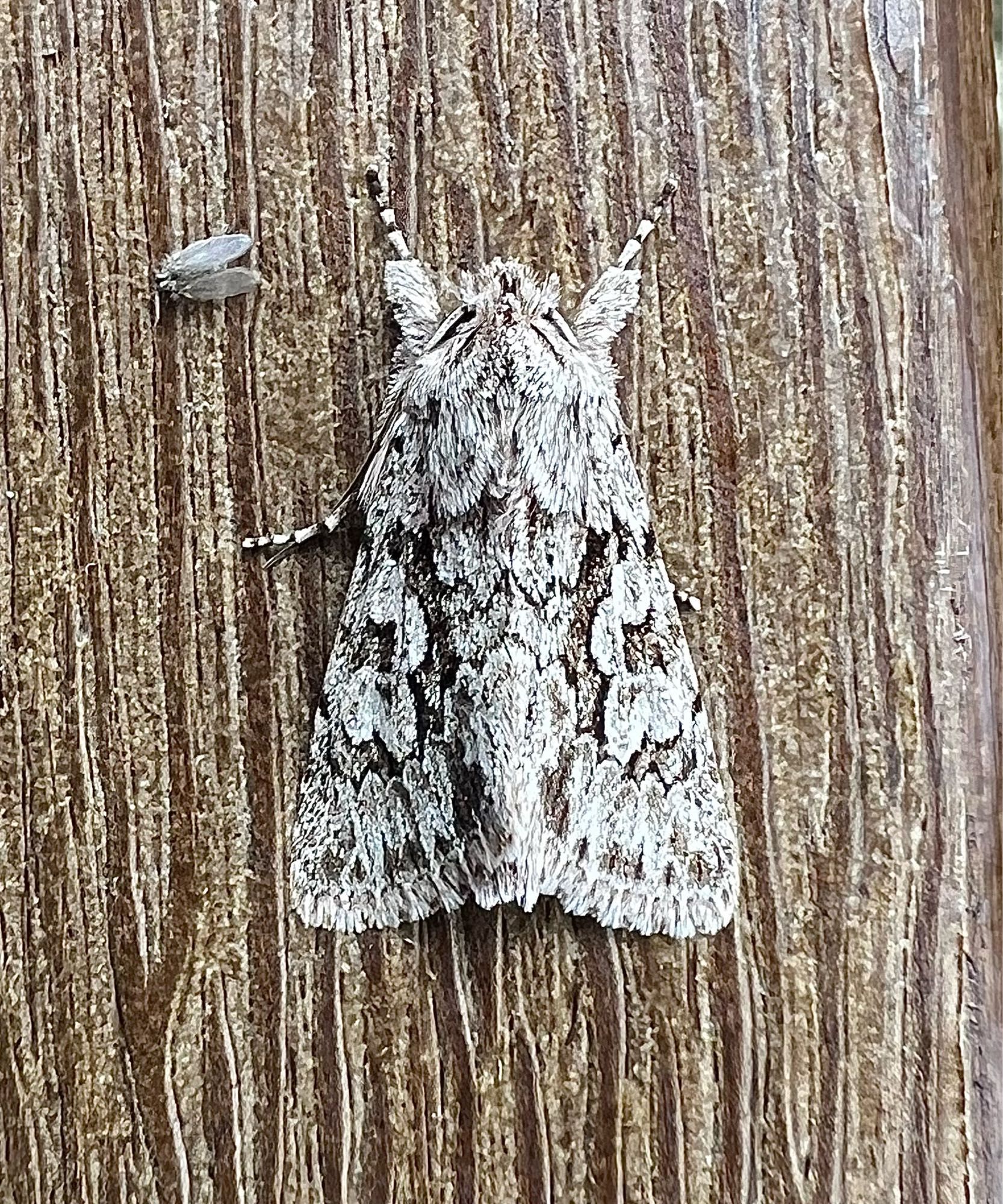 Early Grey moth