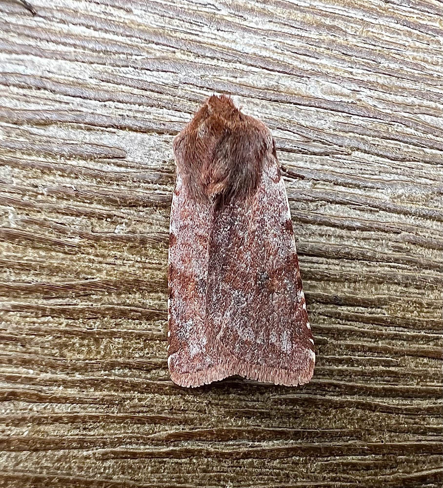 Red Chestnut moth