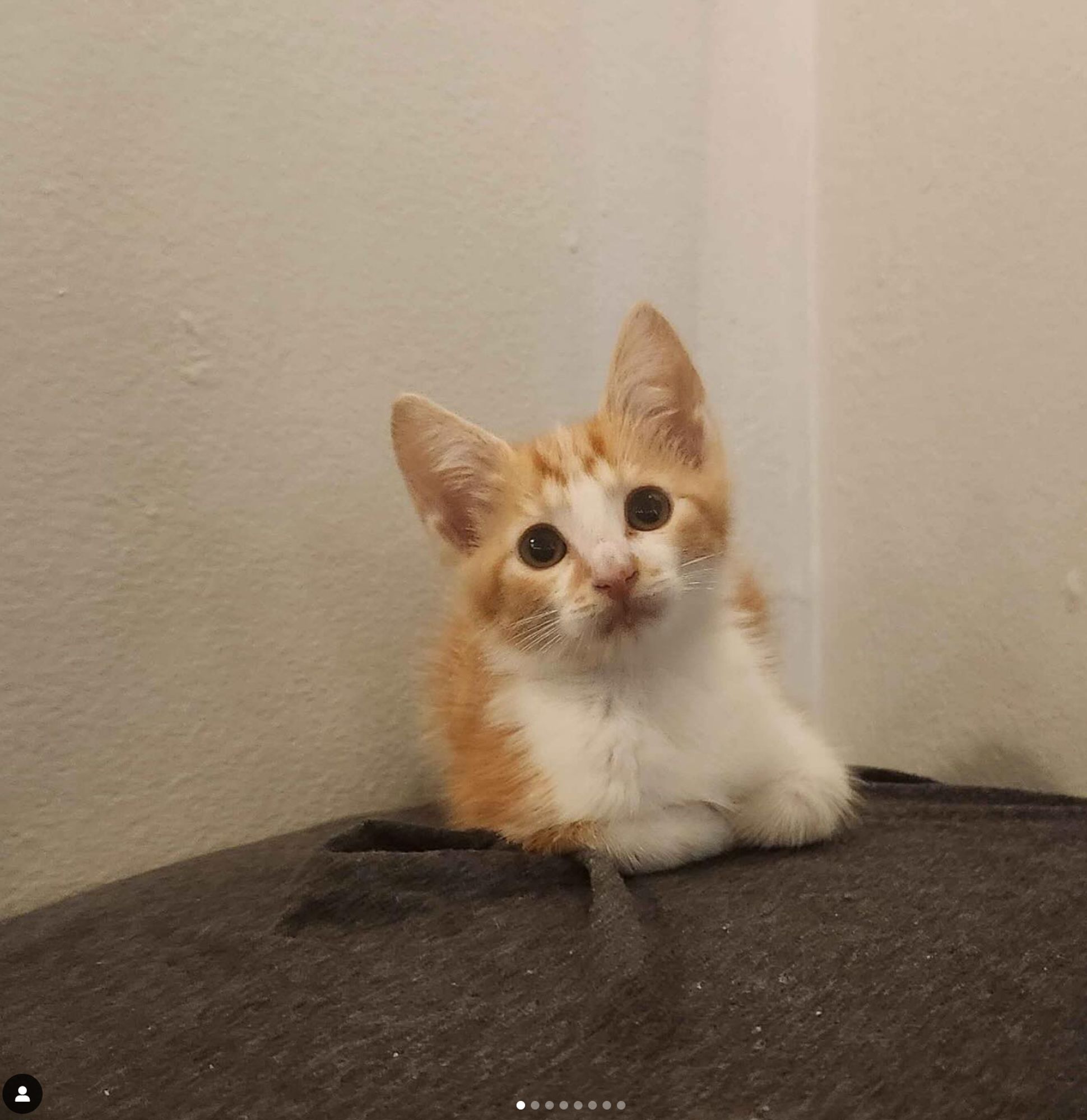 A very small orange and white kitten with curled paws and beseeching eyes. He looks like a wee furry creamsicle of love.