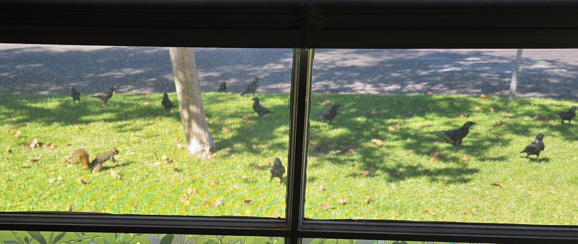 A lawn with a whole lot of crows. Or ravens. Or grackles. There were even more of them before I snapped this pic. But also, a squirrel! Hey, squirrel!