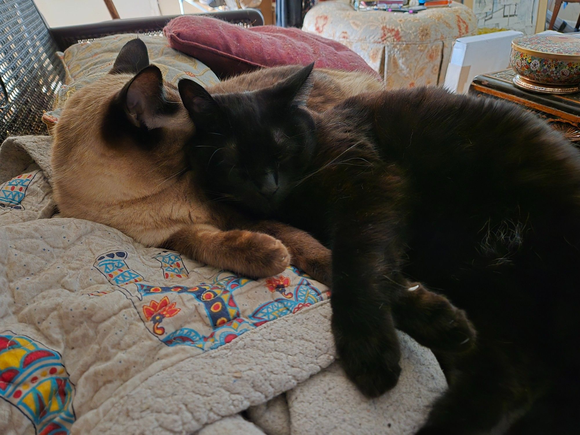 A Siamese cat and black cat sleeping snuggled up together. the black cat flopped partially on top of the Siamese.