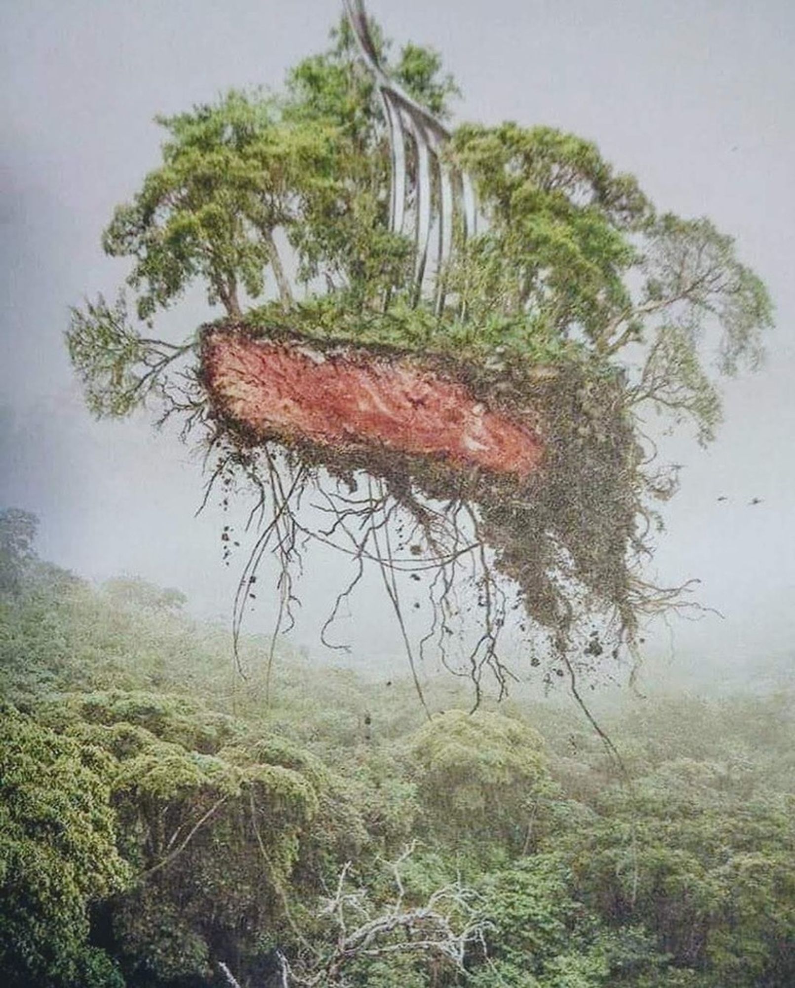 Today is #InternationalDayofForests #IntlForestDay Did you know that #deforestation for #palmoil #soy and #meat results in 60% of ALL deforestation on the planet? How can you help? #Boycottmeat and be #vegan and #Boycottpalmoil #Boycott4Wildlife https://palmoildetectives.com/contribute/take-action/