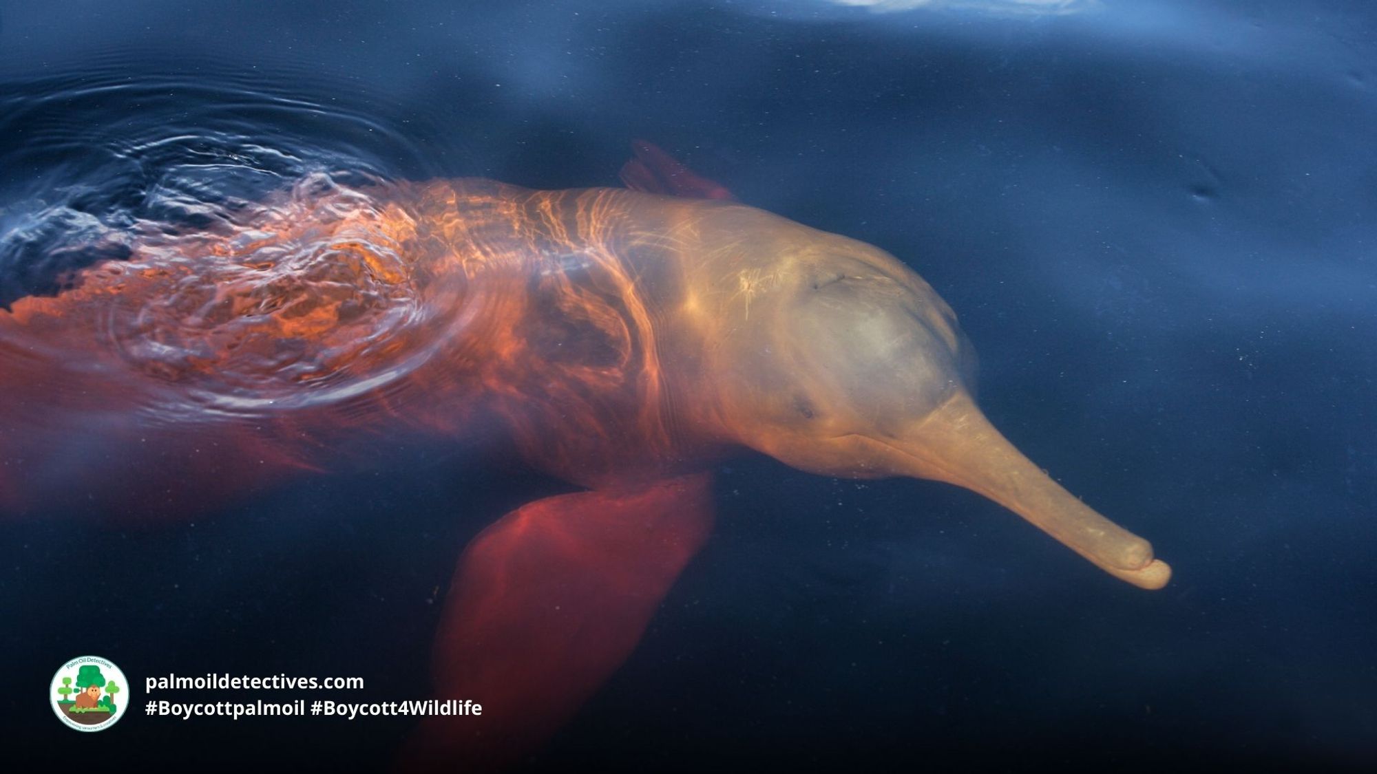 #News: #Amazon river #dolphins are on the edge of #extinction due to being used as bait for fisherman 💩 😡 and extreme drought driven by #climatechange and #deforestation The Brazilian gov must tighten a ban on fishing! Story: @Mongabay https://news.mongabay.com/2023/10/fishing-ban-extension-raises-hopes-for-iconic-amazon-pink-river-dolphin/