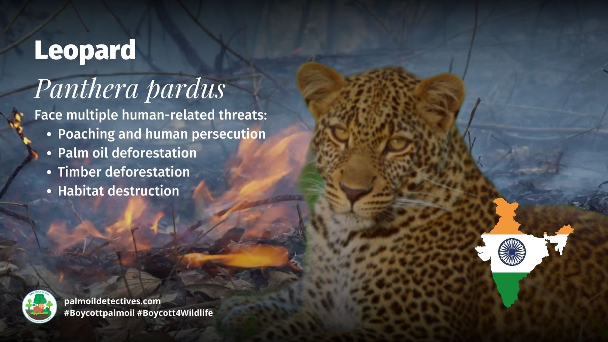 #Palmoil cultivation in #India’s northeast is devastating natural ecology with increased human-animal conflicts and #ecocide leaving farmers, forests and animals at risk #Boycottpalmoil #Boycott4Wildlife Story: @AsiaPacificFdn https://palmoildetectives.com/2023/06/07/indias-palm-oil-push-leaves-northeast-indian-farmers-forests-and-animals-at-risk/ via @palmoildetectives.bsky.social