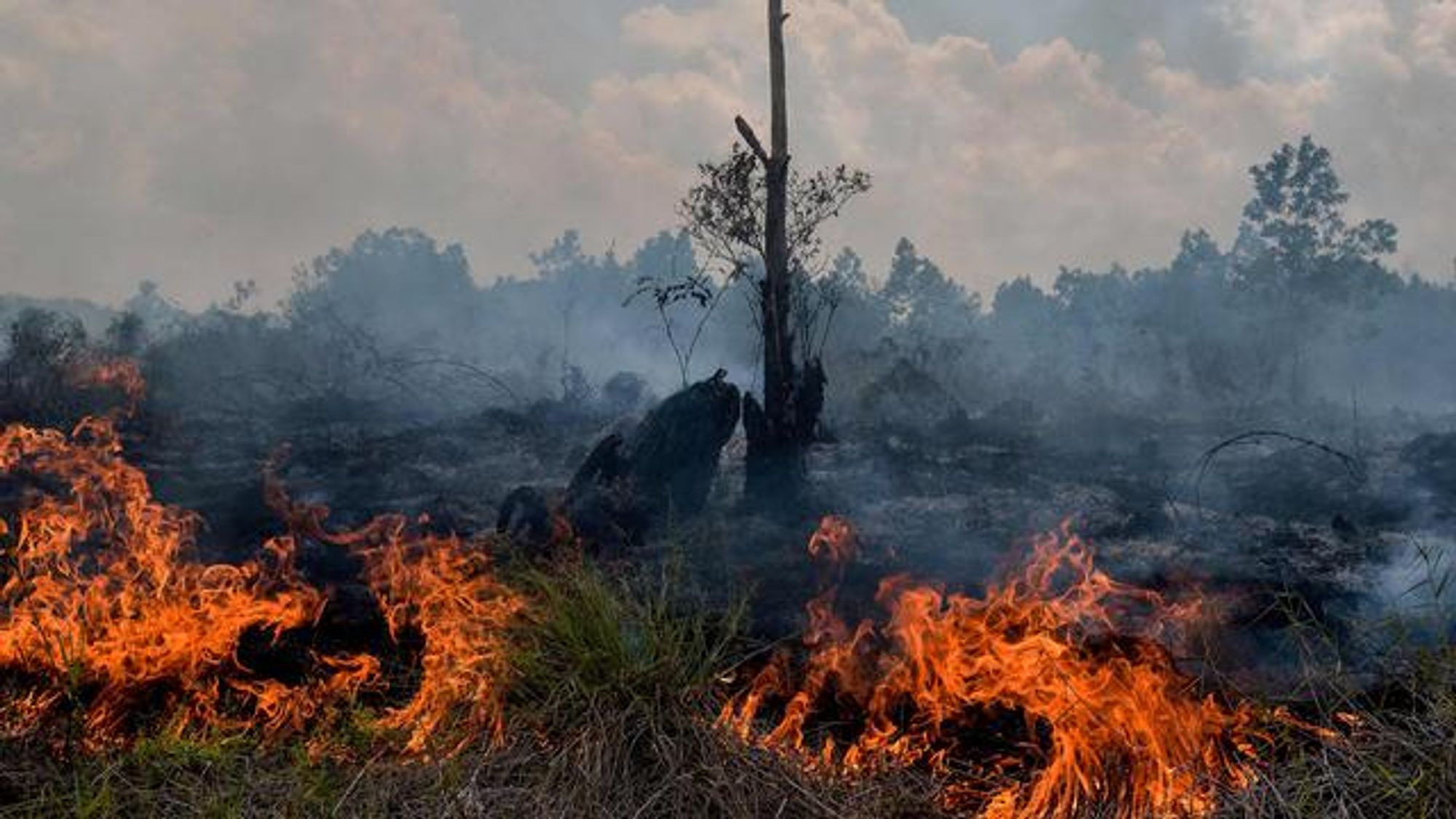 #News: #Study in @Nature finds 90% of global forest cover loss between 2000 - 2018 was attributable to #agriculture, making #food production the leading cause of #deforestation. What can you do? #Boycottmeat be #vegan and #Boycottpalmoil #Boycott4wildlife https://www.nature.com/articles/s41598-024-65397-3