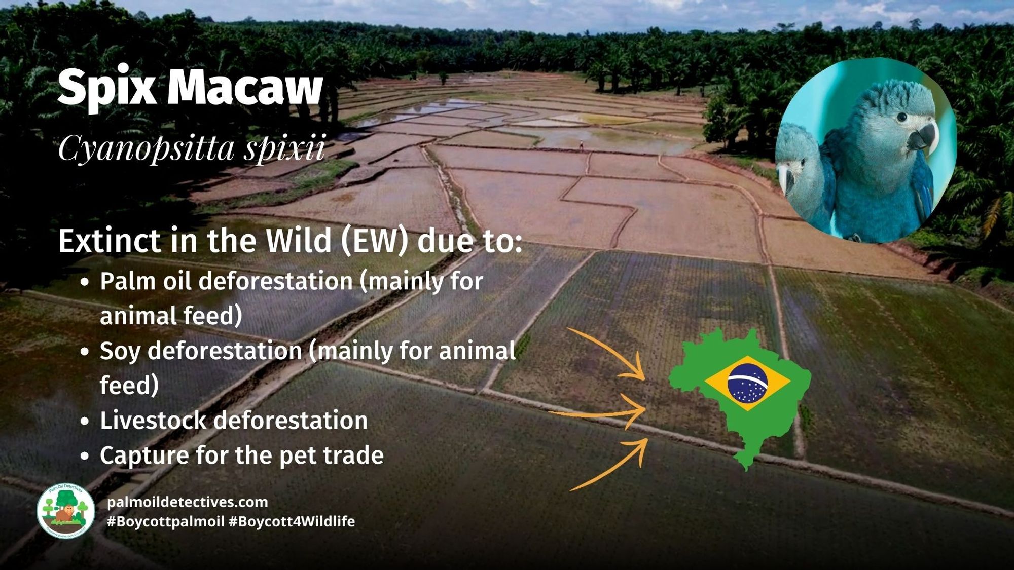 Birds like the Spix #Macaw are now #extinct in the wild due to #palmoil #meat and #soy deforestation in the Brazilian #Amazon. Fight back against extinction with your wallet, every time you shop #Boycottmeat #Boycottpalmoil #Boycott4Wildlife learn more via website  https://palmoildetectives.com/2021/02...