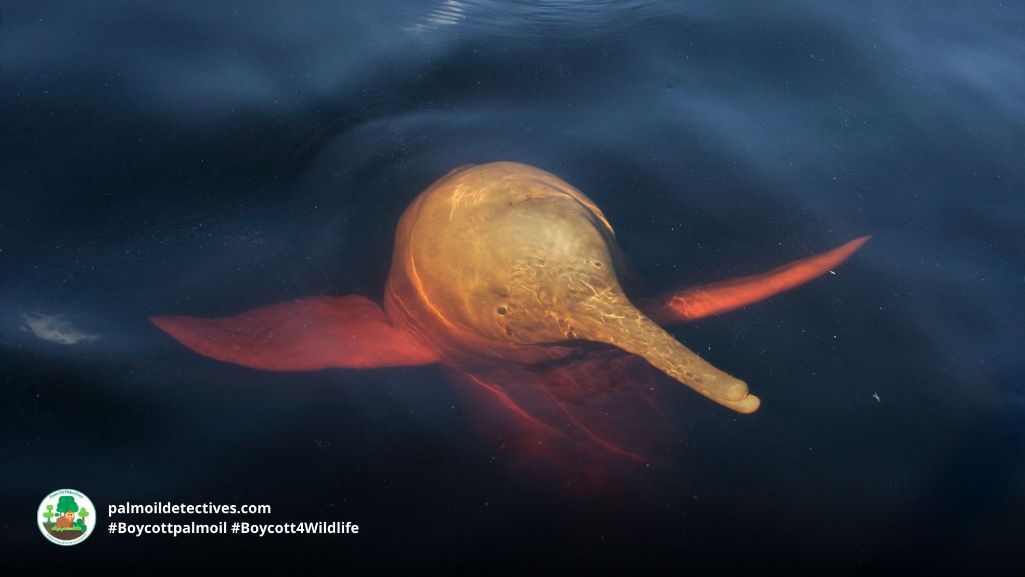 #News: #Amazon river #dolphins are on the edge of #extinction due to being used as bait for fisherman 💩 😡 and extreme drought driven by #climatechange and #deforestation The Brazilian gov must tighten a ban on fishing! Story: @Mongabay https://news.mongabay.com/2023/10/fishing-ban-extension-raises-hopes-for-iconic-amazon-pink-river-dolphin/