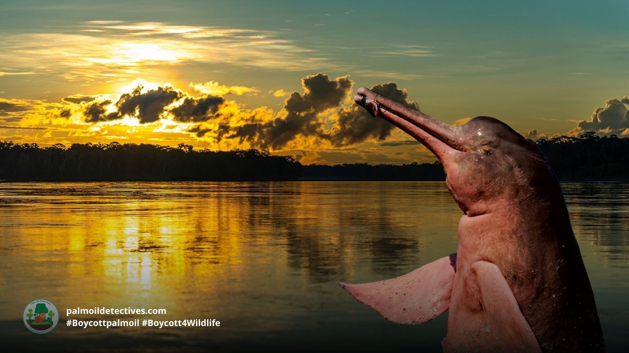 #News: #Amazon river #dolphins are on the edge of #extinction due to being used as bait for fisherman 💩 😡 and extreme drought driven by #climatechange and #deforestation The Brazilian gov must tighten a ban on fishing! Story: @Mongabay https://news.mongabay.com/2023/10/fishing-ban-extension-raises-hopes-for-iconic-amazon-pink-river-dolphin/