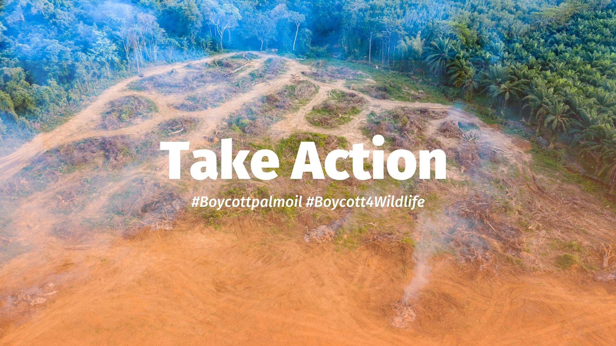 Today is #InternationalDayofForests #IntlForestDay Did you know that #deforestation for #palmoil #soy and #meat results in 60% of ALL deforestation on the planet? How can you help? #Boycottmeat and be #vegan and #Boycottpalmoil #Boycott4Wildlife https://palmoildetectives.com/contribute/take-action/