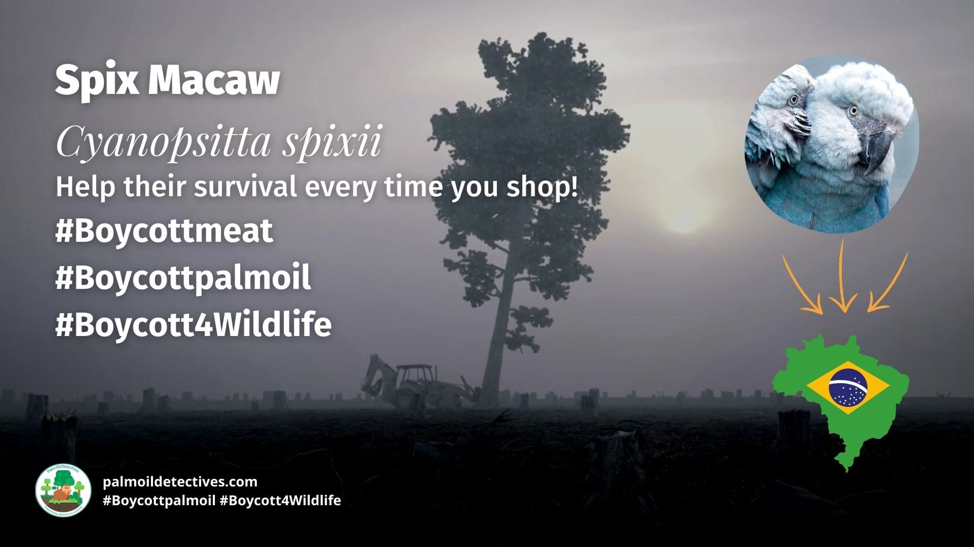 Birds like the Spix #Macaw are now #extinct in the wild due to #palmoil #meat and #soy deforestation in the Brazilian #Amazon. Fight back against extinction with your wallet, every time you shop #Boycottmeat #Boycottpalmoil #Boycott4Wildlife learn more via website  https://palmoildetectives.com/2021/02...