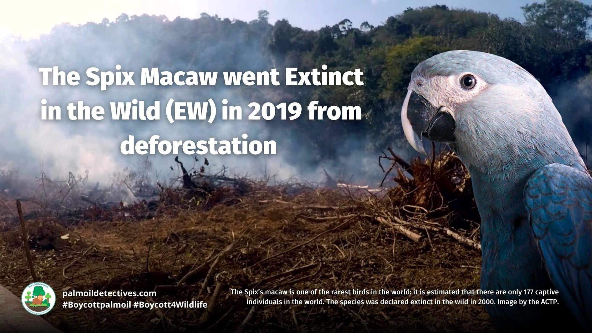 Birds like the Spix #Macaw are now #extinct in the wild due to #palmoil #meat and #soy deforestation in the Brazilian #Amazon. Fight back against extinction with your wallet, every time you shop #Boycottmeat #Boycottpalmoil #Boycott4Wildlife learn more via website  https://palmoildetectives.com/2021/02...