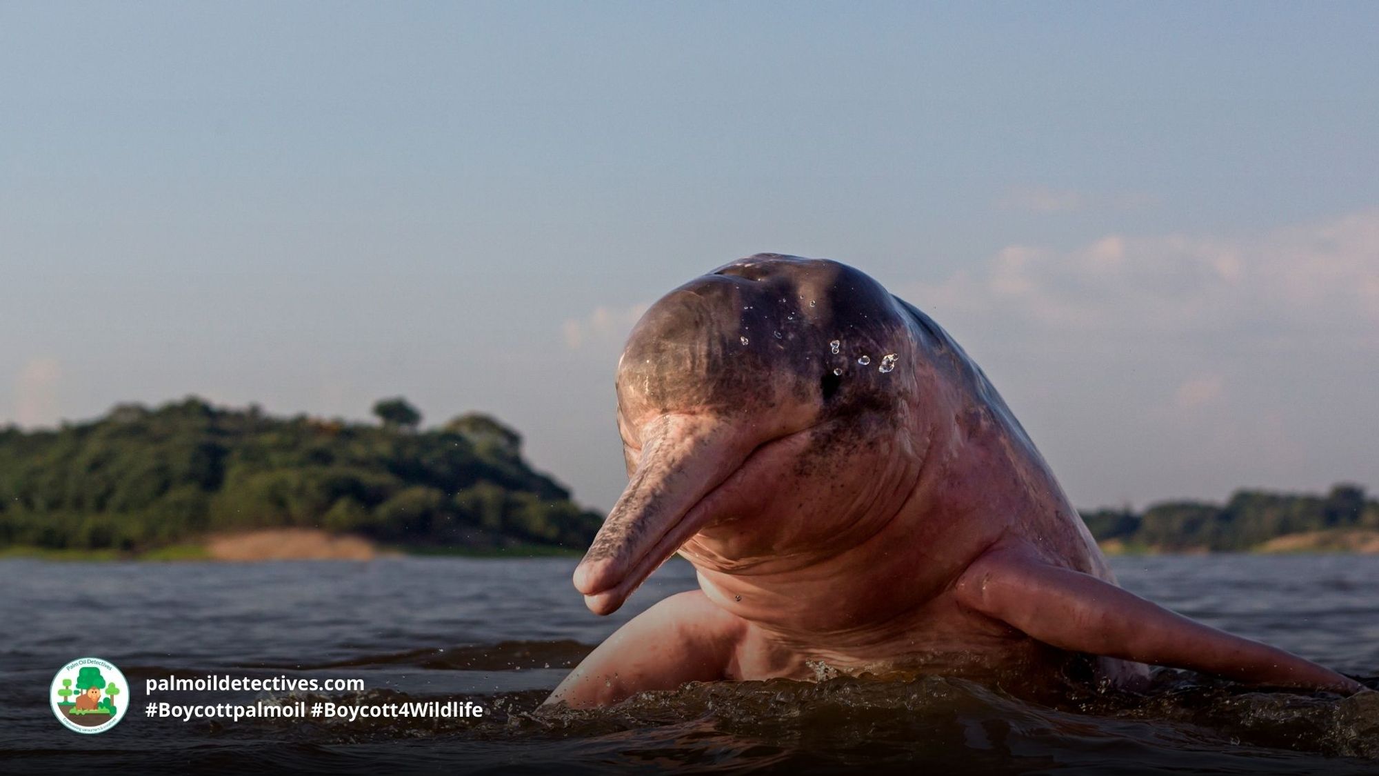 #News: #Amazon river #dolphins are on the edge of #extinction due to being used as bait for fisherman 💩 😡 and extreme drought driven by #climatechange and #deforestation The Brazilian gov must tighten a ban on fishing! Story: @Mongabay https://news.mongabay.com/2023/10/fishing-ban-extension-raises-hopes-for-iconic-amazon-pink-river-dolphin/