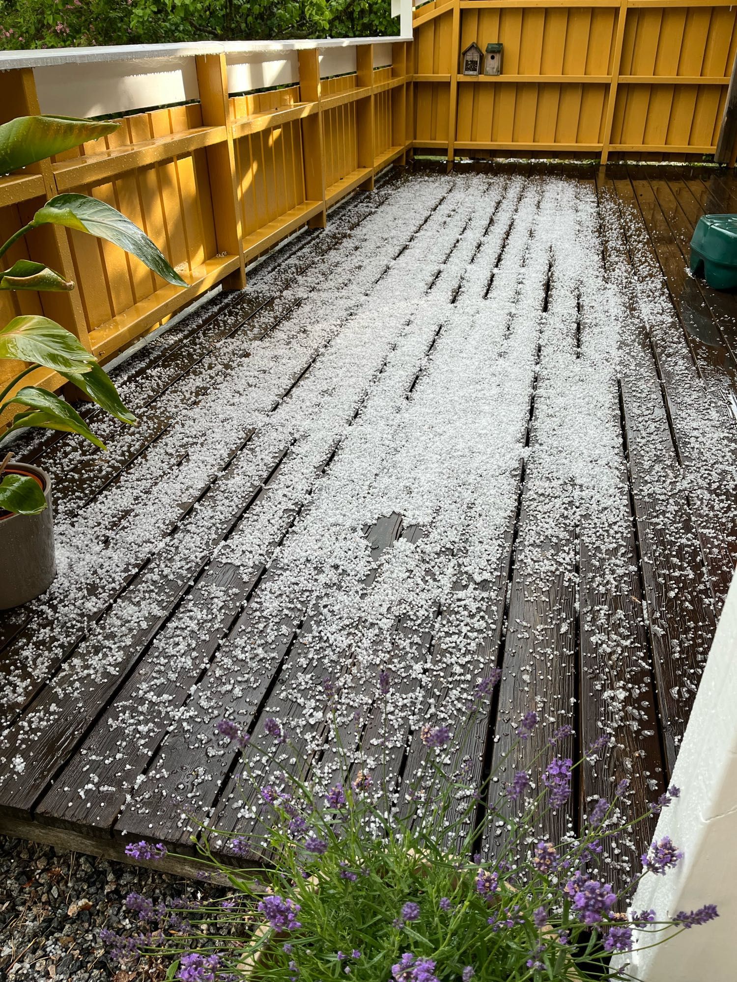 Terrace floor covered in hail (snowlike). Flowers looking on in disbelief